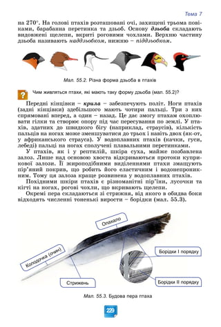 Тема 7
229
íà 270. Íà ãîëîâі ïòàõіâ ðîçòàøîâàíі î÷і, çàõèùåíі òðüîìà ïîâі-
êàìè, áàðàáàííà ïåðåòèíêà òà äçüîá. Îñíîâó äçüîáà ñêëàäàþòü
âèäîâæåíі ùåëåïè, âêðèòі ðîãîâèìè ÷îõëàìè. Âåðõíþ ÷àñòèíó
äçüîáà íàçèâàþòü íàääçüîáêîì, íèæíþ – ïіääçüîáêîì.
Мал. 55.2. Різна форма дзьоба в птахів
Чим живляться птахи, які мають таку форму дзьоба (мал. 55.2)?
Ïåðåäíі êіíöіâêè – êðèëà – çàáåçïå÷óþòü ïîëіò. Íîãè ïòàõіâ
(çàäíі êіíöіâêè) çäåáіëüøîãî ìàþòü ÷îòèðè ïàëüöі. Òðè ç íèõ
ñïðÿìîâàíі âïåðåä, à îäèí – íàçàä. Öå äàє çìîãó ïòàõàì îõîïëþ-
âàòè ãіëêè òà ñòâîðþє îïîðó ïіä ÷àñ ïåðåñóâàííÿ ïî çåìëі. Ó ïòà-
õіâ, çäàòíèõ äî øâèäêîãî áіãó (íàïðèêëàä, ñòðàóñіâ), êіëüêіñòü
ïàëüöіâ íà íîãàõ ìîæå çìåíøóâàòèñÿ äî òðüîõ і íàâіòü äâîõ (ÿê-îò,
ó àôðèêàíñüêîãî ñòðàóñà). Ó âîäîïëàâíèõ ïòàõіâ (êà÷êè, ãóñè,
ëåáåäі) ïàëüöі íà íîãàõ ñïîëó÷åíі ïëàâàëüíèìè ïåðåòèíêàìè.
Ó ïòàõіâ, ÿê і ó ðåïòèëіé, øêіðà ñóõà, ìàéæå ïîçáàâëåíà
çàëîç. Ëèøå íàä îñíîâîþ õâîñòà âіäêðèâàþòüñÿ ïðîòîêè êóïðè-
êîâîї çàëîçè. Її æèðîïîäіáíèìè âèäіëåííÿìè ïòàõè çìàùóþòü
ïіð’ÿíèé ïîêðèâ, ùî ðîáèòü éîãî åëàñòè÷íèì і âîäîíåïðîíèê-
íèì. Òîìó öÿ çàëîçà êðàùå ðîçâèíåíà ó âîäîïëàâíèõ ïòàõіâ.
Ïîõіäíèìè øêіðè ïòàõіâ є ðіçíîìàíіòíі ïіð’їíè, ëóñî÷êè òà
êіãòі íà íîãàõ, ðîãîâі ÷îõëè, ùî âêðèâàþòü ùåëåïè.
Îêðåìі ïåðà ñêëàäàþòüñÿ çі ñòðèæíÿ, âіä ÿêîãî â îáèäâà áîêè
âіäõîäÿòü ÷èñëåííі òîíåíüêі âèðîñòè – áîðіäêè (ìàë. 55.3).
Опахало
Борідки І порядку
Колодочка (очин)
Стрижень ядку
Борідки ІІ поря
Мал. 55.3. Будова пера птаха
 