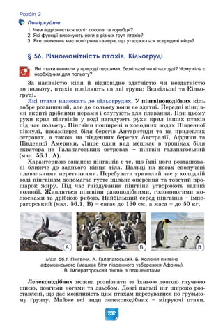 Розділ 2
232
Поміркуйте
1. Чим відрізняється політ сокола та горобця?
2. Які функції виконують ноги в різних груп птахів?
3. Яке значення має повітряна камера, що утворюється всередині яйця?
§ 56. Різноманітність птахів. Кільогруді
Які птахи виникли у природі першими: безкільові чи кільогруді? Чому кіль є
необхідним для польоту?
Çà íàÿâíіñòþ êіëÿ é âіäïîâіäíî çäàòíіñòþ ÷è íåçäàòíіñòþ
äî ïîëüîòó, ïòàõіâ ïîäіëÿþòü íà äâі ãðóïè: Áåçêіëüîâі òà Êіëüî-
ãðóäі.
ßêі ïòàõè íàëåæàòü äî êіëüîãðóäèõ. Ó ïіíãâіíîïîäіáíèõ êіëü
äîáðå ðîçâèíåíèé, àëå äî ïîëüîòó âîíè íå çäàòíі. Ïåðåäíі êіíöіâ-
êè âêðèòі äðіáíèìè ïåðàìè і ñëóãóþòü äëÿ ïëàâàííÿ. Ïðè öüîìó
ðóõè êðèë ïіíãâіíіâ ó âîäі íàãàäóþòü ðóõè êðèë іíøèõ ïòàõіâ
ïіä ÷àñ ïîëüîòó. Ïіíãâіíè ïîøèðåíі â õîëîäíèõ âîäàõ Ïіâäåííîї
ïіâêóëі, íàñàìïåðåä áіëÿ áåðåãіâ Àíòàðêòèäè òà íà ïðèëåãëèõ
îñòðîâàõ, à òàêîæ íà ïіâäåííèõ áåðåãàõ Àâñòðàëії, Àôðèêè òà
Ïіâäåííîї Àìåðèêè. Ëèøå îäèí âèä ìåøêàє â òðîïіêàõ áіëÿ
åêâàòîðà íà Ãàëàïàãîñüêèõ îñòðîâàõ – ïіíãâіí ãàëàïàãîñüêèé
(ìàë. 56.1, À).
Õàðàêòåðíîþ îçíàêîþ ïіíãâіíіâ є òå, ùî їõíі íîãè ðîçòàøîâà-
íі áëèæ÷å äî çàäíüîãî êіíöÿ òіëà. Ïàëüöі íà íîãàõ ñïîëó÷åíі
ïëàâàëüíèìè ïåðåòèíêàìè. Ïåðåáóâàòè òðèâàëèé ÷àñ ó õîëîäíіé
âîäі ïіíãâіíàì äîïîìàãàє ãóñòå ùіëüíå îïåðåííÿ òà òîâñòèé ïðî-
øàðîê æèðó. Ïіä ÷àñ ãíіçäóâàííÿ ïіíãâіíè óòâîðþþòü âåëèêі
êîëîíії. Æèâëÿòüñÿ ïіíãâіíè ðàêîïîäіáíèìè, ãîëîâîíîãèìè ìî-
ëþñêàìè òà äðіáíîþ ðèáîþ. Íàéáіëüøèé ñåðåä ïіíãâіíіâ – іìïå-
ðàòîðñüêèé (ìàë. 56.1, Â) – ñÿãàє äî 130 ñì, à ìàñà – äî 50 êã.
А Б В
Мал. 56.1. Пінгвіни. А. Галапагоський. Б. Колонія пінгвіна
африканського (мешкає біля південного узбережжя Африки).
В. Імператорський пінгвін з пташенятами
Ëåëåêîïîäіáíèõ ìîæíà ðîçïіçíàòè çà їõíüîþ äîâãîþ ãíó÷êîþ
øèєþ, äîâãèìè íîãàìè òà äçüîáîì. Äîâãі ïàëüöі íіã øèðîêî ðîç-
ñòàâëåíі, ùî äàє ìîæëèâіñòü öèì ïòàõàì ïåðåñóâàòèñÿ ïî ãðóçüêî-
ìó ґðóíòó. Ìàéæå âñі âèäè ëåëåêîïîäіáíèõ – ìіãðóþ÷і ïòàõè.
 