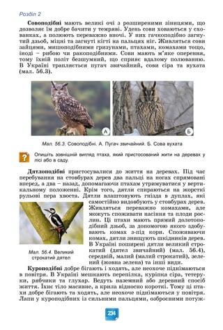 Розділ 2
234
Ñîâîïîäіáíі ìàþòü âåëèêі î÷і ç ðîçøèðåíèìè çіíèöÿìè, ùî
äîçâîëÿє їì äîáðå áà÷èòè ó òåìðÿâі. Óäåíü ñîâè õîâàþòüñÿ ó ñõî-
âàíêàõ, à ïîëþþòü ïåðåâàæíî âíî÷і. Ó íèõ ãà÷êîïîäіáíî çàãíó-
òèé äçüîá, ìіöíі òà çàãíóòі êіãòі íà ïàëüöÿõ íіã. Æèâëÿòüñÿ ñîâè
çàéöÿìè, ìèøîïîäіáíèìè ãðèçóíàìè, ïòàõàìè, êîìàõàìè òîùî,
іíîäі – ðèáîþ ÷è ðàêîïîäіáíèìè. Ñîâè ìàþòü ì’ÿêå îïåðåííÿ,
òîìó їõíіé ïîëіò áåçøóìíèé, ùî ñïðèÿє âäàëîìó ïîëþâàííþ.
Â Óêðàїíі òðàïëÿєòüñÿ ïóãà÷ çâè÷àéíèé, ñîâè ñіðà òà âóõàòà
(ìàë. 56.3).
А Б
Мал. 56.3. Совоподібні. А. Пугач звичайний. Б. Сова вухата
Опишіть зовнішній вигляд птаха, який пристосований жити на деревах у
лісі або в саду.
Äÿòëîïîäіáíі ïðèñòîñóâàëèñÿ äî æèòòÿ íà äåðåâàõ. Ïіä ÷àñ
ïåðåáóâàííÿ íà ñòîâáóðàõ äåðåâ äâà ïàëüöі íà íîãàõ ñïðÿìîâàíі
âïåðåä, à äâà – íàçàä, äîïîìàãàþ÷è ïòàõàì óòðèìóâàòèñÿ ó âåðòè-
êàëüíîìó ïîëîæåííі. Êðіì òîãî, äÿòëè ñïèðàþòüñÿ íà æîðñòêі
ðóëüîâі ïåðà õâîñòà. Äÿòëè âëàøòîâóþòü ãíіçäà â äóïëàõ, ÿêі
ñàìîñòіéíî âèäîâáóþòü ó ñòîâáóðàõ äåðåâ.
Æèâëÿòüñÿ ïåðåâàæíî êîìàõàìè, àëå
ìîæóòü ñïîæèâàòè íàñіííÿ òà ïëîäè ðîñ-
ëèí. Öі ïòàõè ìàþòü ïðÿìèé äîëîòîïî-
äіáíèé äçüîá, çà äîïîìîãîþ ÿêîãî çäîáó-
âàþòü êîìàõ ç-ïіä êîðè. Ñïîæèâàþ÷è
êîìàõ, äÿòëè çíèùóþòü øêіäíèêіâ äåðåâ.
Â Óêðàїíі ïîøèðåíі äÿòëè âåëèêèé ñòðî-
êàòèé (äÿòåë çâè÷àéíèé) (ìàë. 56.4),
ñåðåäíіé, ìàëèé (ìàëèé ñòðîêàòèé), çåëå-
íèé (æîâíà çåëåíà) òà іíøі âèäè.
Êóðîïîäіáíі äîáðå áіãàþòü і õîäÿòü, àëå íåîõî÷å ïіäíіìàþòüñÿ
â ïîâіòðÿ. Â Óêðàїíі ìåøêàþòü ïåðåïіëêà, êóðіïêà ñіðà, òåòåðó-
êè, ðÿá÷èêè òà ãëóõàð. Âåäóòü íàçåìíèé àáî äåðåâíèé ñïîñіá
æèòòÿ. Їõíє òіëî ìàñèâíå, à êðèëà âіäíîñíî êîðîòêі. Òîìó öі ïòà-
õè äîáðå áіãàþòü òà õîäÿòü, àëå íåîõî÷å ïіäíіìàþòüñÿ ó ïîâіòðÿ.
Ëàïè ó êóðîïîäіáíèõ іç ñèëüíèìè ïàëüöÿìè, îçáðîєíèìè ïîòóæ-
Мал. 56.4. Великий
строкатий дятел
 