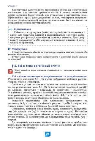 Розділ 1
20
Êîíñòðóêöіÿ åëåêòðîííîãî ìіêðîñêîïà ñõîæà íà êîíñòðóêöіþ
ñâіòëîâîãî, àëå çàìіñòü ïðîìåíіâ ñâіòëà â íüîìó çàñòîñîâóþòü
ïîòіê ÷àñòèíîê (åëåêòðîíіâ), ÿêі ðóõàþòüñÿ â ìàãíіòíîìó ïîëі.
Ïðîéøîâøè êðіçü äîñëіäæóâàíèé îá’єêò, åëåêòðîíè ïîòðàïëÿ-
þòü íà ëþìіíåñöåíòíèé åêðàí, ñïðè÷èíÿþ÷è éîãî ñâі÷åííÿ; öå
çîáðàæåííÿ ìîæíà ôîòîãðàôóâàòè.
Узагальнення
Êëіòèíà – ñòðóêòóðíà (òîáòî âñі îðãàíіçìè ñêëàäàþòüñÿ ç
îäíієї àáî áàãàòüîõ êëіòèí) і ôóíêöіîíàëüíà (êëіòèíè çàáåç-
ïå÷óþòü óñі ôóíêöії îðãàíіçìіâ) îäèíèöÿ æèâîãî. Äîñëіäæó-
âàòè її äîïîìàãàþòü çáіëüøóâàëüíі ïðèëàäè: îïòè÷íі é åëåê-
òðîííі ìіêðîñêîïè.
Поміркуйте
1. Наведіть приклади об’єктів, які доречно досліджувати з малим, середнім або
великим збільшенням.
2. Чому саме мікроскоп часто використовують у логотипах різних компаній
та в рекламі?
§ 5. Які є типи організації клітин
Чому наявність ядра зумовила різноманітність і складність клітин евка-
ріотів?
ßêі êëіòèíè íàçèâàþòü ïðîêàðіîòè÷íèìè òà åâêàðіîòè÷íèìè.
Ðîçãëÿíüòå ìàëþíîê 5.1. Íà íüîìó çîáðàæåíî êëіòèíè ðîñëèí,
òâàðèí, ãðèáіâ і áàêòåðіé.
Ñïіëüíèì ó öèõ êëіòèíàõ є íàÿâíіñòü ïëàçìàòè÷íîї ìåìáðà-
íè òà öèòîïëàçìè (ìàë. 5.1, 2). Ó öèòîïëàçìі ðîçìіùåíі ïîñòіé-
íі êëіòèííі ñòðóêòóðè – îðãàíåëè òà íåïîñòіéíі – âêëþ÷åííÿ.
Ó êëіòèíàõ ðîñëèí, ãðèáіâ і áàêòåðіé íàä ïëàçìàòè÷íîþ ìåìáðà-
íîþ ðîçòàøîâàíà êëіòèííà ñòіíêà (ìàë. 5.1, 1). Ó êëіòèí òâà-
ðèí її íåìàє, òîìó їõíÿ îáîëîíêà íå òàêà ùіëüíà.
Ãîëîâíîþ âіäìіííіñòþ ìіæ êëіòèíàìè, çîáðàæåíèìè íà
ìàëþíêó 5.1, є òå, ùî ó êëіòèíàõ ðîñëèí, ãðèáіâ і òâàðèí ìіñ-
òèòüñÿ ÿäðî, òîäі ÿê ó êëіòèíàõ áàêòåðіé âîíî âіäñóòíє.
Îðãàíіçìè, êëіòèíè ÿêèõ ìàþòü ÿäðî, íàçèâàþòü åâêàðіîòà-
ìè (âіä ãðåöüê. åâ (åó) – ïîâíіñòþ òà êàðіîí – ÿäðî). Íàòîìіñòü
îðãàíіçìàì, êëіòèíè ÿêèõ íіêîëè íå ìàþòü ÿäðà, âëàñòèâà ïðî-
ñòіøà áóäîâà. Їõ çàðàõîâóþòü äî ïðîêàðіîòіâ (âіä ãðåöüê. ïðî –
ïåðåä).
Äî åâêàðіîòіâ íàëåæàòü: âîäîðîñòі, âèùі ðîñëèíè, ãðèáè, òâà-
ðèíè, ðіçíі ïðåäñòàâíèêè îäíîêëіòèííèõ åâêàðіîòіâ. Äî ïðîêàðі-
îòіâ – àðõåї òà áàêòåðії.
 