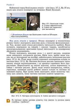Розділ 2
236
Íàéìåíøі ñåðåä áåçêіëüîâèõ ïòàõіâ – êіâі (ìàë. 57.1, Á). Ï’ÿòü
âèäіâ öèõ ïòàõіâ ïîøèðåíі íà îñòðîâàõ Íîâîї Çåëàíäії.
А Б
Мал. 57.1. Безкільові птахи.
А. Страус африканський.
Б. Самка ківі південного
(ківі звичайного)
Дізнайтеся більше про безкільових птахів за QR-кодом.
https://cutt.ly/lwSl4HUy
ßêà ðîëü ïòàõіâ ó ïðèðîäі. Ïòàõè ïîøèðåíі â åêîñèñòåìàõ
ðіçíèõ òèïіâ і âіäіãðàþòü âàæëèâó ðîëü ó їõíüîìó ôóíêöіîíóâàí-
íі. Òàê, âåëèêі õèæі ïòàõè ðåãóëþþòü ÷èñåëüíіñòü çäîáè÷і. Âîíè
ïîëþþòü ïåðåâàæíî íà õâîðèõ і êâîëèõ òâàðèí, çàïîáіãàþ÷è
íåêîíòðîëüîâàíîìó çðîñòàííþ їõíüîї ÷èñåëüíîñòі òà ïîøèðåííþ
çáóäíèêіâ çàõâîðþâàíü.
Ïòàõè âіäіãðàþòü âàæëèâó ðîëü і ó æèòòі ðîñëèí, çîêðåìà
âîíè çíèùóþòü øêіäíèêіâ ðîñëèí. Êðіì òîãî, äðіáíі âèäè ïòà-
õіâ, ÿê-îò íåêòàðêîâі ÷è êîëіáðі, çàáåçïå÷óþòü çàïèëåííÿ ðîñëèí
(ìàë. 57.2, À). Ðіçíі âèäè ïòàõіâ ñïðèÿþòü ïîøèðåííþ ïëîäіâ òà
íàñіííÿ (ìàë. 57.2, Á). Íàñіííÿ áàãàòüîõ ðîñëèí ïðîõîäèòü êðіçü
êèøêó ïòàõіâ íåóøêîäæåíèì, і öі ïðîöåñè ñïðèÿþòü éîãî ïðî-
ðîñòàííþ. Ïåðåëіòàþ÷è íà çíà÷íі âіäñòàíі, ïòàõè ïåðåíîñÿòü іç
ñîáîþ і íàñіííÿ ðîñëèí. Äåÿêі âèäè ïòàõіâ (íàïðèêëàä, ñîéêè,
ãîðіõіâêè, ïîâçèêè) çäàòíі ðîáèòè çàïàñè ïëîäіâ òà íàñіííÿ íà
çèìîâèé ïåðіîä. Ïðè öüîìó âîíè çíàõîäÿòü ëèøå íåçíà÷íó ÷àñ-
òèíó öèõ çàïàñіâ, іíøà ÷àñòèíà íàñіíèí íàâåñíі ïðîðîñòàє.
А Б
Мал. 57.2. А. Нектарка золотокрила. Б. Сойка звичайна із жолудем
Як пов’язані своїми циклами розвитку птах омелюх та рослина омела
(горобець і горобина)?
 