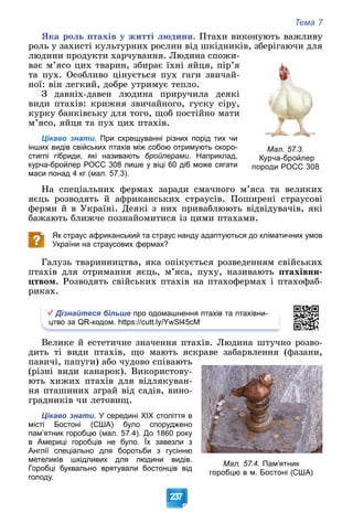 Тема 7
237
ßêà ðîëü ïòàõіâ ó æèòòі ëþäèíè. Ïòàõè âèêîíóþòü âàæëèâó
ðîëü ó çàõèñòі êóëüòóðíèõ ðîñëèí âіä øêіäíèêіâ, çáåðіãàþ÷è äëÿ
ëþäèíè ïðîäóêòè õàð÷óâàííÿ. Ëþäèíà ñïîæè-
âàє ì’ÿñî öèõ òâàðèí, çáèðàє їõíі ÿéöÿ, ïіð’ÿ
òà ïóõ. Îñîáëèâî öіíóєòüñÿ ïóõ ãàãè çâè÷àé-
íîї: âіí ëåãêèé, äîáðå óòðèìóє òåïëî.
Ç äàâíіõ-äàâåí ëþäèíà ïðèðó÷èëà äåÿêі
âèäè ïòàõіâ: êðèæíÿ çâè÷àéíîãî, ãóñêó ñіðó,
êóðêó áàíêіâñüêó äëÿ òîãî, ùîá ïîñòіéíî ìàòè
ì’ÿñî, ÿéöÿ òà ïóõ öèõ ïòàõіâ.
Цікаво знати. При схрещуванні різних порід тих чи
інших видів свійських птахів між собою отримують скоро-
стиглі гібриди, які називають бройлерами. Наприклад,
курча-бройлер РОСС 308 лише у віці 60 діб може сягати
маси понад 4 кг (мал. 57.3).
Íà ñïåöіàëüíèõ ôåðìàõ çàðàäè ñìà÷íîãî ì’ÿñà òà âåëèêèõ
ÿєöü ðîçâîäÿòü é àôðèêàíñüêèõ ñòðàóñіâ. Ïîøèðåíі ñòðàóñîâі
ôåðìè é â Óêðàїíі. Äåÿêі ç íèõ ïðèâàáëþþòü âіäâіäóâà÷іâ, ÿêі
áàæàþòü áëèæ÷å ïîçíàéîìèòèñÿ іç öèìè ïòàõàìè.
Як страус африканський та страус нанду адаптуються до кліматичних умов
України на страусових фермах?
Ãàëóçü òâàðèííèöòâà, ÿêà îïіêóєòüñÿ ðîçâåäåííÿì ñâіéñüêèõ
ïòàõіâ äëÿ îòðèìàííÿ ÿєöü, ì’ÿñà, ïóõó, íàçèâàþòü ïòàõіâíè-
öòâîì. Ðîçâîäÿòü ñâіéñüêèõ ïòàõіâ íà ïòàõîôåðìàõ і ïòàõîôàá-
ðèêàõ.
Дізнайтеся більше про одомашнення птахів та птахівни-
цтво за QR-кодом. https://cutt.ly/YwSl45cM
Âåëèêå é åñòåòè÷íå çíà÷åííÿ ïòàõіâ. Ëþäèíà øòó÷íî ðîçâî-
äèòü òі âèäè ïòàõіâ, ùî ìàþòü ÿñêðàâå çàáàðâëåííÿ (ôàçàíè,
ïàâè÷і, ïàïóãè) àáî ÷óäîâî ñïіâàþòü
(ðіçíі âèäè êàíàðîê). Âèêîðèñòîâó-
þòü õèæèõ ïòàõіâ äëÿ âіäëÿêóâàí-
íÿ ïòàøèíèõ çãðàé âіä ñàäіâ, âèíî-
ãðàäíèêіâ ÷è ëåòîâèù.
Цікаво знати. У середині XIX століття в
місті Бостоні (США) було споруджено
пам’ятник горобцю (мал. 57.4). До 1860 року
в Америці горобців не було. Їх завезли з
Англії спеціально для боротьби з гусінню
метеликів шкідливих для людини видів.
Горобці буквально врятували бостонців від
голоду.
Мал. 57.3.
Курча-бройлер
породи РОСС 308
Мал. 57.4. Пам’ятник
горобцю в м. Бостоні (США)
 