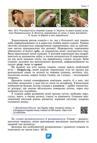 Тема 7
241
А Б В
Мал. 58.2. Різноманітність покривів ссавців. А. Коротке та довге (грива) хутро
коня Пржевальського. Б. Волосся, видозмінене на голки, в їжака звичайного.
В. Хутро та вібриси в рисі євразійської
Õàðàêòåðíîþ ðèñîþ ññàâöіâ є òå, ùî ó áіëüøîñòі öèõ òâàðèí
çóáè äèôåðåíöіéîâàíі òà â äîðîñëèõ îñîáèí ìàþòü êîðåíі. Òðàâíà
ñèñòåìà ïî÷èíàєòüñÿ ïåðåäðîòîâîþ ïîðîæíèíîþ, ÿêà çà äîïîìî-
ãîþ ùåëåï âіäîêðåìëåíà âіä ðîòîâîї. Ïåðåäðîòîâó ïîðîæíèíó
îáìåæóþòü ì’ÿñèñòі ãóáè, çà äîïîìîãîþ ÿêèõ ñõîïëþєòüñÿ їæà.
Âîíè ïðèòàìàííі ëèøå ññàâöÿì. Ó ðîòîâіé ïîðîæíèíі їæà ïîäðіá-
íþєòüñÿ çà äîïîìîãîþ çóáіâ, à òàêîæ ïî÷èíàєòüñÿ її ïåðåòðàâëåí-
íÿ ïіä äієþ òðàâíèõ ñîêіâ, ùî âèðîáëÿþòü ñëèííі çàëîçè. Çóáè
ññàâöіâ, çàëåæíî âіä âèêîíóâàíèõ ôóíêöіé, äèôåðåíöіéîâàíі íà
ãðóïè: ðіçöі, іêëà òà êóòíі.
Íà âіäìіíó âіä óñіõ іíøèõ òâàðèí, ññàâöі ìàþòü îñîáëèâèé
ì’ÿç – äіàôðàãìó, ÿêèé ïîäіëÿє ïîðîæíèíó òіëà íà ãðóäíó (äå
ðîçòàøîâàíі ñåðöå òà ëåãåíі) òà ÷åðåâíó (êèøêà, ïå÷іíêà, ïіä-
øëóíêîâà çàëîçà, íèðêè òîùî). Ññàâöі, ÿê і ïòàõè, – òåïëîêðîâíі
òâàðèíè.
Äèõàþòü ññàâöі àòìîñôåðíèì ïîâіòðÿì, íàâіòü òі ç íèõ, ÿêі
ïîñòіéíî ìåøêàþòü ó âîäі (ÿê-îò êèòè òà äåëüôіíè). Óíіêàëüíîþ
îñîáëèâіñòþ áóäîâè ëåãåíü ññàâöіâ є àëüâåîëè – äðіáíі òîíêîñòіí-
íі ìіõóðöі, ùî çíà÷íî çáіëüøóþòü ïîâåðõíþ ëåãåíü, ÷åðåç ÿêó
âіäáóâàєòüñÿ ãàçîîáìіí.
Ó ññàâöіâ äîáðå ðîçâèíåíі ðіçíі îðãàíè ÷óòòÿ, îñîáëèâî çîðó,
ñëóõó, íþõó, à òàêîæ äîòèêó, ñìàêó òà ðіâíîâàãè. Ññàâöÿì ïðè-
òàìàííèé âèñîêèé ðіâåíü ðîçâèòêó íåðâîâîї ñèñòåìè, çîêðåìà
ãîëîâíîãî ìîçêó.
Дізнайтеся більше про будову зубів, альвеоли легень та
ускладнення будови мозку ссавців за QR-кодом. https://cutt.
ly/1wSl7D4w
ßê ññàâöі ðîçìíîæóþòüñÿ é ðîçâèâàþòüñÿ. Ññàâöі – ðîçäіëü-
íîñòàòåâі òâàðèíè, ÿêèì ïðèòàìàííå âíóòðіøíє çàïëіäíåííÿ òà
ïðÿìèé òèï ðîçâèòêó.
Çàëåæíî âіä îñîáëèâîñòåé ðîçìíîæåííÿ і ðîçâèòêó ññàâöіâ їõ
ïîäіëÿþòü íà ãðóïè (ìàë. 58.3).
 