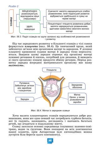 Розділ 2
242
ССАВЦІ Сумчасті: малята народжуються слабко
розвиненими, їхній подальший розвиток
відбувається здебільшого в сумці на
череві матері
ЗВІРІ:
живородні
ЯЙЦЕКЛАДНІ:
розмножуються,
відкладаючи яйця
(першозвірі)
Плацентарні: плацента розвинена добре,
малята народжуються розвиненими,
здатними самостійно смоктати молоко
матері
Мал. 58.3. Поділ ссавців на групи залежно від особливостей розмноження
і розвитку
Ïіä ÷àñ çàðîäêîâîãî ðîçâèòêó â áіëüøîñòі ññàâöіâ ó òіëі ñàìêè
ôîðìóєòüñÿ ïëàöåíòà (ìàë. 58.4). Öå òèì÷àñîâèé îðãàí, ÿêèé
çàáåçïå÷óє çâ’ÿçîê ìіæ îðãàíіçìîì ìàòåðі òà çàðîäêîì. Ó äіëÿíöі
ïëàöåíòè êðîâîíîñíі ñóäèíè ìàòåðі é çàðîäêà òіñíî ïåðåïëіòà-
þòüñÿ. Çàâäÿêè öüîìó çàðîäîê îòðèìóє âіä îðãàíіçìó ìàòåðі
ïîæèâíі ðå÷îâèíè é êèñåíü, ïîòðіáíèé äëÿ äèõàííÿ, é âèâîäèòü
çі ñâîãî îðãàíіçìó êіíöåâі ïðîäóêòè îáìіíó ðå÷îâèí. Ïåðіîä ðîç-
âèòêó çàðîäêà âñåðåäèíі ìàòåðèíñüêîãî îðãàíіçìó ìàє íàçâó
âàãіòíіñòü.
Плацента
Зародок
Пуповина
Забезпечує зв’язок
між зародком
і плацентою
Зародкова
оболонка
Матка
Орган, у якому
розвивається
зародок
Мал. 58.4. Матка із зародком ссавця
Õî÷à ìàëÿòà ïëàöåíòàðíèõ ññàâöіâ íàðîäæóþòüñÿ äîáðå ðîç-
âèíåíèìè, âîíè âñå îäíî ïåâíèé ÷àñ ïîòðåáóþòü òóðáîòè áàòüêіâ,
ÿêі їõ ãîäóþòü, çàõèùàþòü, äîãëÿäàþòü і íàâ÷àþòü áàãàòüîõ
ðå÷åé, ùî çãîäÿòüñÿ â ïîäàëüøîìó æèòòі.
Ññàâöі çàñåëèëè îñíîâíі ñåðåäîâèùà іñíóâàííÿ: íàçåìíî-ïîâі-
òðÿíå, âîäíå òà ґðóíòîâå. Âîíè ïîøèðåíі íà âñіõ êîíòèíåíòàõ
íàøîї ïëàíåòè, êðіì Àíòàðêòèäè (àëå êèòîïîäіáíèõ ìîæíà
çóñòðіòè áіëÿ áåðåãіâ öüîãî êîíòèíåíòó).
 