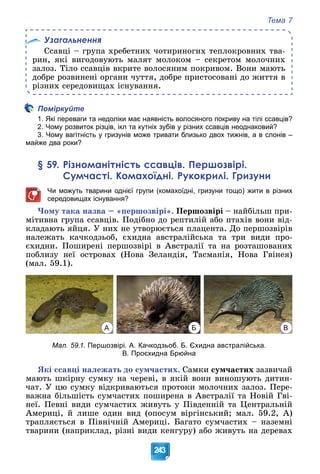 Тема 7
243
Узагальнення
Ññàâöі – ãðóïà õðåáåòíèõ ÷îòèðèíîãèõ òåïëîêðîâíèõ òâà-
ðèí, ÿêі âèãîäîâóþòü ìàëÿò ìîëîêîì – ñåêðåòîì ìîëî÷íèõ
çàëîç. Òіëî ññàâöіâ âêðèòå âîëîñÿíèì ïîêðèâîì. Âîíè ìàþòü
äîáðå ðîçâèíåíі îðãàíè ÷óòòÿ, äîáðå ïðèñòîñîâàíі äî æèòòÿ â
ðіçíèõ ñåðåäîâèùàõ іñíóâàííÿ.
Поміркуйте
1. Які переваги та недоліки має наявність волосяного покриву на тілі ссавців?
2. Чому розвиток різців, ікл та кутніх зубів у різних ссавців неоднаковий?
3. Чому вагітність у гризунів може тривати близько двох тижнів, а в слонів –
майже два роки?
§ 59. Різноманітність ссавців. Першозвірі.
Сумчасті. Комахоїдні. Рукокрилі. Гризуни
Чи можуть тварини однієї групи (комахоїдні, гризуни тощо) жити в різних
середовищах існування?
×îìó òàêà íàçâà – «ïåðøîçâіðі». Ïåðøîçâіðі – íàéáіëüø ïðè-
ìіòèâíà ãðóïà ññàâöіâ. Ïîäіáíî äî ðåïòèëіé àáî ïòàõіâ âîíè âіä-
êëàäàþòü ÿéöÿ. Ó íèõ íå óòâîðþєòüñÿ ïëàöåíòà. Äî ïåðøîçâіðіâ
íàëåæàòü êà÷êîäçüîá, єõèäíà àâñòðàëіéñüêà òà òðè âèäè ïðî-
єõèäíè. Ïîøèðåíі ïåðøîçâіðі â Àâñòðàëії òà íà ðîçòàøîâàíèõ
ïîáëèçó íåї îñòðîâàõ (Íîâà Çåëàíäіÿ, Òàñìàíіÿ, Íîâà Ãâіíåÿ)
(ìàë. 59.1).
А Б В
Мал. 59.1. Першозвірі. А. Качкодзьоб. Б. Єхидна австралійська.
В. Проєхидна Брюйна
ßêі ññàâöі íàëåæàòü äî ñóì÷àñòèõ. Ñàìêè ñóì÷àñòèõ çàçâè÷àé
ìàþòü øêіðíó ñóìêó íà ÷åðåâі, â ÿêіé âîíè âèíîøóþòü äèòèí-
÷àò. Ó öþ ñóìêó âіäêðèâàþòüñÿ ïðîòîêè ìîëî÷íèõ çàëîç. Ïåðå-
âàæíà áіëüøіñòü ñóì÷àñòèõ ïîøèðåíà â Àâñòðàëії òà Íîâіé Ãâі-
íåї. Ïåâíі âèäè ñóì÷àñòèõ æèâóòü ó Ïіâäåííіé òà Öåíòðàëüíіé
Àìåðèöі, é ëèøå îäèí âèä (îïîñóì âіðãіíñüêèé; ìàë. 59.2, À)
òðàïëÿєòüñÿ â Ïіâíі÷íіé Àìåðèöі. Áàãàòî ñóì÷àñòèõ – íàçåìíі
òâàðèíè (íàïðèêëàä, ðіçíі âèäè êåíãóðó) àáî æèâóòü íà äåðåâàõ
 