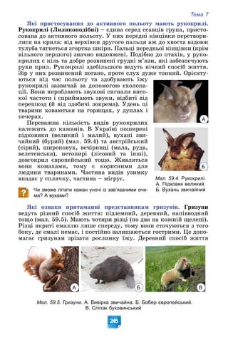 Тема 7
245
ßêі ïðèñòîñóâàííÿ äî àêòèâíîãî ïîëüîòó ìàþòü ðóêîêðèëі.
Ðóêîêðèëі (Ëèëèêîïîäіáíі) – єäèíà ñåðåä ññàâöіâ ãðóïà, ïðèñòî-
ñîâàíà äî àêòèâíîãî ïîëüîòó. Ó íèõ ïåðåäíі êіíöіâêè ïåðåòâîðè-
ëèñÿ íà êðèëà: âіä âåðõіâêè äðóãîãî ïàëüöÿ àæ äî õâîñòà âçäîâæ
òóëóáà òÿãíåòüñÿ çãîðòêà øêіðè. Ïàëüöі ïåðåäíüîї êіíöіâêè (êðіì
âіëüíîãî ïåðøîãî) çíà÷íî âèäîâæåíі. Ïîäіáíî äî ïòàõіâ, ó ðóêî-
êðèëèõ є êіëü òà äîáðå ðîçâèíåíі ãðóäíі ì’ÿçè, ÿêі çàáåçïå÷óþòü
ðóõè êðèë. Ðóêîêðèëі çäåáіëüøîãî âåäóòü íі÷íèé ñïîñіá æèòòÿ.
Çіð ó íèõ ðîçâèíåíèé ïîãàíî, ïðîòå ñëóõ äóæå òîíêèé. Îðієíòó-
þòüñÿ ïіä ÷àñ ïîëüîòó òà çäîáóâàþòü їæó
ðóêîêðèëі çàçâè÷àé çà äîïîìîãîþ åõîëîêà-
öії. Âîíè âèðîáëÿþòü çâóêîâі ñèãíàëè âèñî-
êîї ÷àñòîòè і ñïðèéìàþòü çâóêè, âіäáèòі âіä
ïåðåøêîä (é âіä çäîáè÷і çîêðåìà). Óäåíü öі
òâàðèíè õîâàþòüñÿ íà ãîðèùàõ, ó äóïëàõ і
ïå÷åðàõ.
Ïåðåâàæíà êіëüêіñòü âèäіâ ðóêîêðèëèõ
íàëåæèòü äî êàæàíіâ. Â Óêðàїíі ïîøèðåíі
ïіäêîâèêè (âåëèêèé і ìàëèé), âóõàíі çâè-
÷àéíèé (áóðèé) (ìàë. 59.4) òà àâñòðіéñüêèé
(ñіðèé), øèðîêîâóõ, âå÷іðíèöі (ìàëà, ðóäà,
âåëåòåíñüêà), íåòîïèðі (ëіñîâèé òà іíøі),
äîâãîêðèë єâðîïåéñüêèé òîùî. Æèâëÿòüñÿ
âîíè êîìàõàìè, òîìó є êîðèñíèìè äëÿ
ëþäèíè òâàðèíàìè. ×àñòèíà âèäіâ óçèìêó
âïàäàє ó ñïëÿ÷êó, ÷àñòèíà – ìіãðóє.
Чи зможе літати кажан уночі із зав’язаними очи-
ма? А вухами?
ßêі îçíàêè ïðèòàìàííі ïðåäñòàâíèêàì ãðèçóíіâ. Ãðèçóíè
âåäóòü ðіçíèé ñïîñіá æèòòÿ: ïіäçåìíèé, äåðåâíèé, íàïіââîäíèé
òîùî (ìàë. 59.5). Ìàþòü ÷îòèðè ðіçöі (ïî äâà íà êîæíіé ùåëåïі).
Ðіçöі âêðèòі åìàëëþ ëèøå ñïåðåäó, òîìó âîíè ñòî÷óþòüñÿ ç òîãî
áîêó, äå åìàëі íåìàє, і ïîñòіéíî çàëèøàþòüñÿ ãîñòðèìè. Öå äîïî-
ìàãàє ãðèçóíàì çðіçàòè ðîñëèííó їæó. Äåðåâíèé ñïîñіá æèòòÿ
А Б В
Мал. 59.5. Гризуни. А. Вивірка звичайна. Б. Бобер європейський.
В. Сліпак буковинський
А
Б
Мал. 59.4. Рукокрилі.
А. Підковик великий.
Б. Вухань звичайний
 