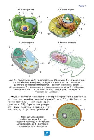 Тема 1
21
Б Клітина тварин
2
2
3
8
9
10
6
А Клітина рослин
2
2
3
5
1
1
7
8
9
9
10
6
В Клітина грибів
2
3
5
1
8
9
10
6
Г Клітина бактерій
2
4
1
9
10
11 13
12
Мал. 5.1. Евкаріотичні (А–В) та прокаріотична (Г) клітини: 1 – клітинна стінка;
2 – плазматична мембрана; 3 – ядро; 4 – зона в клітині прокаріотів,
де міститься спадковий матеріал; 5 – вакуоля з клітинним соком;
6 – мітохондрія; 7 – хлоропласт; 8 – ендоплазматична сітка; 9 – рибосоми;
10 – цитоплазма; 11 – слизова капсула; 12 – джгутик; 13 – вирости
плазматичної мембрани
ßäðî â êëіòèíàõ åâêàðіîòіâ є öåíòðîì êåðóâàííÿ êëіòèíîþ é
âèêîíóє íàäçâè÷àéíî âàæëèâі ôóíêöії (ìàë. 5.2): çáåðіãàє ñïàä-
êîâèé ìàòåðіàë – ìîëåêóëè ÄÍÊ
(äèâ. ìàë. 2.3), áåðå ó÷àñòü ó ïåðå-
äà÷і éîãî äî÷іðíіì êëіòèíàì ïіä
÷àñ ïîäіëó é ó éîãî ðåàëіçàöії,
2
3
4
5
1
Мал. 5.2. Будова ядра:
1 – оболонка ядра; 2 – пора
в ядерній оболонці; 3 – спадковий
матеріал клітини; 4 – внутрішнє
середовище ядра; 5 – ядерце
 
