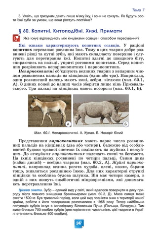 Тема 7
247
3. Уявіть, що гризунам дають лише м’яку їжу, і вони не гризуть. Як будуть рос-
ти їхні зуби за умови, що вони ростуть постійно?
§ 60. Копитні. Китоподібні. Хижі. Примати
Яка існує відповідність між кінцівками ссавців і способом пересування?
ßêі îçíàêè õàðàêòåðèçóþòü êîïèòíèõ ññàâöіâ. Ó ðàöіîíі
êîïèòíèõ ïåðåâàæàє ðîñëèííà їæà. Òîìó â öèõ òâàðèí äîáðå ðîç-
âèíåíі ðіçöі òà êóòíі çóáè, ÿêі ìàþòü ñêëàä÷àñòó ïîâåðõíþ і ñëó-
ãóþòü äëÿ ïåðåòèðàííÿ їæі. Êîïèòíі çäàòíі äî øâèäêîãî áіãó,
ñïèðàþ÷èñü íà ïàëüöі, óêðèòі ðîãîâèìè êîïèòàìè. Ñåðåä êîïèò-
íèõ ðîçðіçíÿþòü íåïàðíîêîïèòíèõ і ïàðíîêîïèòíèõ.
Íåïàðíîêîïèòíі îá’єäíóþòü âåëèêèõ òâàðèí ç íåïàðíèì ÷èñ-
ëîì ðîçâèíåíèõ ïàëüöіâ íà êіíöіâêàõ (îäèí àáî òðè). Íàïðèêëàä,
îäèí ðîçâèíåíèé ïàëåöü ìàþòü êîíі, çåáðè, âіñëþêè (ìàë. 60.1,
À). Ç äèêèõ êîíåé äî íàøèõ ÷àñіâ çáåðіãñÿ ëèøå êіíü Ïðæåâàëü-
ñüêîãî. Òðè ïàëüöі íà êіíöіâêàõ ìàþòü íîñîðîãè (ìàë. 60.1, Á).
А Б
Мал. 60.1. Непарнокопитні. А. Кулан. Б. Носоріг білий
Ïðåäñòàâíèêè ïàðíîêîïèòíèõ ìàþòü ïàðíå ÷èñëî ðîçâèíå-
íèõ ïàëüöіâ íà êіíöіâêàõ (äâà àáî ÷îòèðè). Çàëåæíî âіä îñîáëè-
âîñòåé áóäîâè òðàâíîї ñèñòåìè їõ ïîäіëÿþòü íà æóéíèõ і íåæóé-
íèõ. Äî íåæóéíèõ ïàðíîêîïèòíèõ íàëåæàòü ñâèíі òà áåãåìîòè.
Íà їõíіõ êіíöіâêàõ ðîçâèíåíі ïî ÷îòèðè ïàëüöі. Ñâèíÿ äèêà
(êàáàí äèêèé) – âñåїäíà òâàðèíà (ìàë. 60.2, À). Æóéíі ïàðíîêî-
ïèòíі, íàïðèêëàä âåëèêà ðîãàòà õóäîáà, îëåíі, êîçëè, áàðàíè
òîùî, æèâëÿòüñÿ ðîñëèííîþ їæåþ. Äëÿ íèõ õàðàêòåðíі ñòðóíêі
êіíöіâêè òà îñîáëèâà áóäîâà øëóíêà. Âіí ìàє ÷îòèðè êàìåðè, â
îäíіé ç íèõ æèâóòü ñèìáіîòè÷íі ìіêðîîðãàíіçìè, ÿêі äîïîìàãà-
þòü ïåðåòðàâëåííþ їæі.
Цікаво знати. Зубр – єдиний вид у світі, який вдалося повернути в дику при-
роду після повного знищення браконьєрами (мал. 60.2, Д). Маса самця може
сягати 1500 кг. Був тривалий період, коли цей вид повністю зник з території нашої
країни, роботи з його повернення розпочалися з 1965 року. Тепер найбільша
популяція зубрів існує в заповіднику Біловезька Пуща (Польща, Білорусь). Там
живе близько 700 особин зубрів (для порівняння: чисельність цієї тварини в Украї-
ні становить близько 400 особин).
 