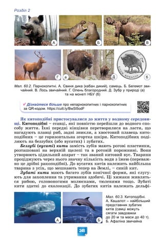 Розділ 2
248
А Б В
Г Д
а б
Мал. 60.2. Парнокопитні. А. Свиня дика (кабан дикий), самець. Б. Бегемот зви-
чайний. В. Лось звичайний. Г. Олень благородний. Д. Зубр у природі (а)
та на монеті НБУ (б)
Дізнайтеся більше про непарнокопитних і парнокопитних
за QR-кодом. https://cutt.ly/BwSl5odF
ßê êèòîïîäіáíі ïðèñòîñóâàëèñÿ äî æèòòÿ ó âîäíîìó ñåðåäîâè-
ùі. Êèòîïîäіáíі – ññàâöі, ÿêі ïîâíіñòþ ïåðåéøëè äî âîäíîãî ñïî-
ñîáó æèòòÿ. Їõíі ïåðåäíі êіíöіâêè ïåðåòâîðèëèñÿ íà ëàñòè, ùî
íàãàäóþòü ïëàâöі ðèá, çàäíі çíèêëè, à õâîñòîâèé ïëàâåöü êèòî-
ïîäіáíèõ – öå ãîðèçîíòàëüíà çãîðòêà øêіðè. Êèòîïîäіáíèõ ïîäі-
ëÿþòü íà áåççóáèõ (àáî âóñàòèõ) і çóáàòèõ.
Áåççóáі (âóñàòі) êèòè çàìіñòü çóáіâ ìàþòü ðîãîâі ïëàñòèíêè,
ðîçòàøîâàíі íà âåðõíіé ùåëåïі òà â ðîòîâіé ïîðîæíèíі. Âîíè
óòâîðþþòü öіäèëüíèé àïàðàò – òàê çâàíèé êèòîâèé âóñ. Òâàðèíè
ïðîöіäæóþòü ÷åðåç íüîãî çíà÷íó êіëüêіñòü âîäè ç їæåþ (ïåðåâàæ-
íî öå äðіáíі ðàêîïîäіáíі). Äî âóñàòèõ êèòіâ íàëåæèòü íàéáіëüøà
òâàðèíà ç óñіõ, ùî ìåøêàþòü òåïåð íà Çåìëі, – ñèíіé êèò.
Çóáàòі êèòè ìàþòü áàãàòî çóáіâ êîíі÷íîї ôîðìè, ÿêі ñëóãó-
þòü äëÿ çàõîïëåííÿ òà óòðèìàííÿ çäîáè÷і. Öі õèæàêè æèâëÿòü-
ñÿ ðèáîþ, ãîëîâîíîãèìè ìîëþñêàìè, òþëåíÿìè òîùî. Çóáàòі
êèòè çäàòíі äî åõîëîêàöії. Äî çóáàòèõ êèòіâ íàëåæàòü äåëüôі-
А Б
Мал. 60.3. Китоподібні.
А. Кашалот – найбільший
представник зубатих
китів (самці можуть
сягати завдовжки
до 20 м та маси до 40 т).
Б. Афаліна звичайна
 