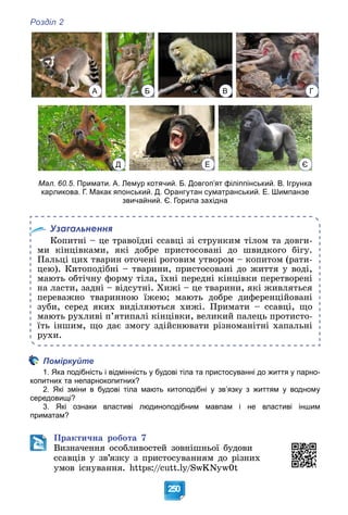 Розділ 2
250
А Б В Г
Д Е Є
Мал. 60.5. Примати. А. Лемур котячий. Б. Довгоп’ят філіппінський. В. Ігрунка
карликова. Г. Макак японський. Д. Орангутан суматранський. Е. Шимпанзе
звичайний. Є. Горила західна
Узагальнення
Êîïèòíі – öå òðàâîїäíі ññàâöі çі ñòðóíêèì òіëîì òà äîâãè-
ìè êіíöіâêàìè, ÿêі äîáðå ïðèñòîñîâàíі äî øâèäêîãî áіãó.
Ïàëüöі öèõ òâàðèí îòî÷åíі ðîãîâèì óòâîðîì – êîïèòîì (ðàòè-
öåþ). Êèòîïîäіáíі – òâàðèíè, ïðèñòîñîâàíі äî æèòòÿ ó âîäі,
ìàþòü îáòі÷íó ôîðìó òіëà, їõíі ïåðåäíі êіíöіâêè ïåðåòâîðåíі
íà ëàñòè, çàäíі – âіäñóòíі. Õèæі – öå òâàðèíè, ÿêі æèâëÿòüñÿ
ïåðåâàæíî òâàðèííîþ їæåþ; ìàþòü äîáðå äèôåðåíöіéîâàíі
çóáè, ñåðåä ÿêèõ âèäіëÿþòüñÿ õèæі. Ïðèìàòè – ññàâöі, ùî
ìàþòü ðóõëèâі ï’ÿòèïàëі êіíöіâêè, âåëèêèé ïàëåöü ïðîòèñòî-
їòü іíøèì, ùî äàє çìîãó çäіéñíþâàòè ðіçíîìàíіòíі õàïàëüíі
ðóõè.
Поміркуйте
1. Яка подібність і відмінність у будові тіла та пристосуванні до життя у парно-
копитних та непарнокопитних?
2. Які зміни в будові тіла мають китоподібні у зв’язку з життям у водному
середовищі?
3. Які ознаки властиві людиноподібним мавпам і не властиві іншим
приматам?
Ïðàêòè÷íà ðîáîòà 7
Âèçíà÷åííÿ îñîáëèâîñòåé çîâíіøíüîї áóäîâè
ññàâöіâ ó çâ’ÿçêó ç ïðèñòîñóâàííÿì äî ðіçíèõ
óìîâ іñíóâàííÿ. https://cutt.ly/SwKNyw0t
 