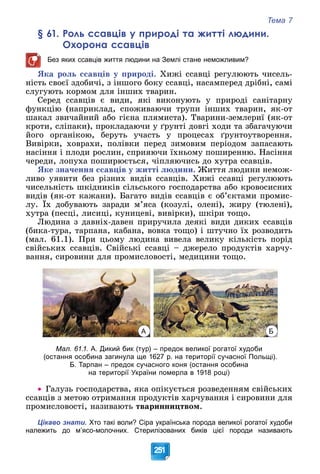 Тема 7
251
§ 61. Роль ссавців у природі та житті людини.
Охорона ссавців
Без яких ссавців життя людини на Землі стане неможливим?
ßêà ðîëü ññàâöіâ ó ïðèðîäі. Õèæі ññàâöі ðåãóëþþòü ÷èñåëü-
íіñòü ñâîєї çäîáè÷і, ç іíøîãî áîêó ññàâöі, íàñàìïåðåä äðіáíі, ñàìі
ñëóãóþòü êîðìîì äëÿ іíøèõ òâàðèí.
Ñåðåä ññàâöіâ є âèäè, ÿêі âèêîíóþòü ó ïðèðîäі ñàíіòàðíó
ôóíêöіþ (íàïðèêëàä, ñïîæèâàþ÷è òðóïè іíøèõ òâàðèí, ÿê-îò
øàêàë çâè÷àéíèé àáî ãієíà ïëÿìèñòà). Òâàðèíè-çåìëåðèї (ÿê-îò
êðîòè, ñëіïàêè), ïðîêëàäàþ÷è ó ґðóíòі äîâãі õîäè òà çáàãà÷óþ÷è
éîãî îðãàíіêîþ, áåðóòü ó÷àñòü ó ïðîöåñàõ ґðóíòîóòâîðåííÿ.
Âèâіðêè, õîâðàõè, ïîëіâêè ïåðåä çèìîâèì ïåðіîäîì çàïàñàþòü
íàñіííÿ і ïëîäè ðîñëèí, ñïðèÿþ÷è їõíüîìó ïîøèðåííþ. Íàñіííÿ
÷åðåäè, ëîïóõà ïîøèðþєòüñÿ, ÷іïëÿþ÷èñü äî õóòðà ññàâöіâ.
ßêå çíà÷åííÿ ññàâöіâ ó æèòòі ëþäèíè. Æèòòÿ ëþäèíè íåìîæ-
ëèâî óÿâèòè áåç ðіçíèõ âèäіâ ññàâöіâ. Õèæі ññàâöі ðåãóëþþòü
÷èñåëüíіñòü øêіäíèêіâ ñіëüñüêîãî ãîñïîäàðñòâà àáî êðîâîñèñíèõ
âèäіâ (ÿê-îò êàæàíè). Áàãàòî âèäіâ ññàâöіâ є îá’єêòàìè ïðîìèñ-
ëó. Їõ äîáóâàþòü çàðàäè ì’ÿñà (êîçóëі, îëåíі), æèðó (òþëåíі),
( )
õóòðà (ïåñöі, ëèñèöі, êóíèöåâі, âèâіðêè), øêіðè òîùî.
Ëþäèíà ç äàâíіõ-äàâåí ïðèðó÷èëà äåÿêі âèäè äèêèõ ññàâöіâ
(áèêà-òóðà, òàðïàíà, êàáàíà, âîâêà òîùî) і øòó÷íî їõ ðîçâîäèòü
(ìàë. 61.1). Ïðè öüîìó ëþäèíà âèâåëà âåëèêó êіëüêіñòü ïîðіä
ñâіéñüêèõ ññàâöіâ. Ñâіéñüêі ññàâöі – äæåðåëî ïðîäóêòіâ õàð÷ó-
âàííÿ, ñèðîâèíè äëÿ ïðîìèñëîâîñòі, ìåäèöèíè òîùî.
А Б
Мал. 61.1. А. Дикий бик (тур) – предок великої рогатої худоби
(остання особина загинула ще 1627 р. на території сучасної Польщі).
Б. Тарпан – предок сучасного коня (остання особина
на території України померла в 1918 році)
 Ãàëóçü ãîñïîäàðñòâà, ÿêà îïіêóєòüñÿ ðîçâåäåííÿì ñâіéñüêèõ
ññàâöіâ ç ìåòîþ îòðèìàííÿ ïðîäóêòіâ õàð÷óâàííÿ і ñèðîâèíè äëÿ
ïðîìèñëîâîñòі, íàçèâàþòü òâàðèííèöòâîì.
Цікаво знати. Хто такі воли? Сіра українська порода великої рогатої худоби
належить до м’ясо-молочних. Стерилізованих биків цієї породи називають
 