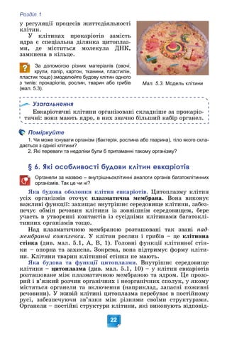 Розділ 1
22
ó ðåãóëÿöії ïðîöåñіâ æèòòєäіÿëüíîñòі
êëіòèí.
Ó êëіòèíàõ ïðîêàðіîòіâ çàìіñòü
ÿäðà є ñïåöіàëüíà äіëÿíêà öèòîïëàç-
ìè, äå ìіñòèòüñÿ ìîëåêóëà ÄÍÊ,
çàìêíåíà â êіëüöå.
За допомогою різних матеріалів (овочі,
крупи, папір, картон, тканини, пластилін,
пластик тощо) змоделюйте будову клітин одного
з типів: прокаріотів, рослин, тварин або грибів
(мал. 5.3).
Узагальнення
Åâêàðіîòè÷íі êëіòèíè îðãàíіçîâàíі ñêëàäíіøå çà ïðîêàðіî-
òè÷íі: âîíè ìàþòü ÿäðî, â íèõ çíà÷íî áіëüøèé íàáіð îðãàíåë.
Поміркуйте
1. Чи може існувати організм (бактерія, рослина або тварина), тіло якого скла-
дається з однієї клітини?
2. Які переваги та недоліки були б притаманні такому організму?
§ 6. Які особливості будови клітин евкаріотів
Органели за назвою – внутрішньоклітинні аналоги органів багатоклітинних
організмів. Так це чи ні?
ßêà áóäîâà îáîëîíêè êëіòèí åâêàðіîòіâ. Öèòîïëàçìó êëіòèí
óñіõ îðãàíіçìіâ îòî÷óє ïëàçìàòè÷íà ìåìáðàíà. Âîíà âèêîíóє
âàæëèâі ôóíêöії: çàõèùàє âíóòðіøíє ñåðåäîâèùå êëіòèíè, çàáåç-
ïå÷óє îáìіí ðå÷îâèí êëіòèíè іç çîâíіøíіì ñåðåäîâèùåì, áåðå
ó÷àñòü â óòâîðåííі êîíòàêòіâ іç ñóñіäíіìè êëіòèíàìè áàãàòîêëі-
òèííèõ îðãàíіçìіâ òîùî.
Íàä ïëàçìàòè÷íîþ ìåìáðàíîþ ðîçòàøîâàíі òàê çâàíі íàä-
ìåìáðàííі êîìïëåêñè. Ó êëіòèí ðîñëèí і ãðèáіâ – öå êëіòèííà
ñòіíêà (äèâ. ìàë. 5.1, À, Â, 1). Ãîëîâíі ôóíêöії êëіòèííîї ñòіí-
êè – îïîðíà òà çàõèñíà. Çîêðåìà, âîíà ïіäòðèìóє ôîðìó êëіòè-
íè. Êëіòèíè òâàðèí êëіòèííîї ñòіíêè íå ìàþòü.
ßêà áóäîâà òà ôóíêöії öèòîïëàçìè. Âíóòðіøíє ñåðåäîâèùå
êëіòèíè – öèòîïëàçìà (äèâ. ìàë. 5.1, 10) – ó êëіòèí åâêàðіîòіâ
ðîçòàøîâàíå ìіæ ïëàçìàòè÷íîþ ìåìáðàíîþ òà ÿäðîì. Öå ïðîçî-
ðèé і â’ÿçêèé ðîç÷èí îðãàíі÷íèõ і íåîðãàíі÷íèõ ñïîëóê, ó ÿêîìó
ìіñòÿòüñÿ îðãàíåëè òà âêëþ÷åííÿ (íàïðèêëàä, çàïàñíі ïîæèâíі
ðå÷îâèíè). Ó æèâіé êëіòèíі öèòîïëàçìà ïåðåáóâàє â ïîñòіéíîìó
ðóñі, çàáåçïå÷óþ÷è çâ’ÿçêè ìіæ ðіçíèìè ñâîїìè ñòðóêòóðàìè.
Îðãàíåëè – ïîñòіéíі ñòðóêòóðè êëіòèíè, ÿêі âèêîíóþòü âіäïîâіä-
Мал. 5.3. Модель клітини
 