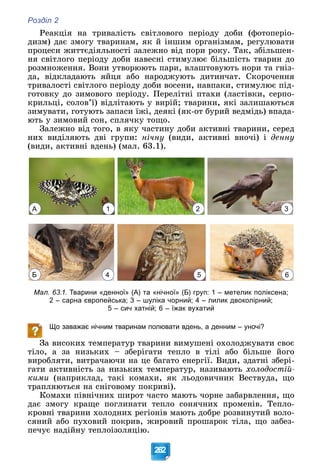 Розділ 2
262
Ðåàêöіÿ íà òðèâàëіñòü ñâіòëîâîãî ïåðіîäó äîáè (ôîòîïåðіî-
äèçì) äàє çìîãó òâàðèíàì, ÿê é іíøèì îðãàíіçìàì, ðåãóëþâàòè
ïðîöåñè æèòòєäіÿëüíîñòі çàëåæíî âіä ïîðè ðîêó. Òàê, çáіëüøåí-
íÿ ñâіòëîãî ïåðіîäó äîáè íàâåñíі ñòèìóëþє áіëüøіñòü òâàðèí äî
ðîçìíîæåííÿ. Âîíè óòâîðþþòü ïàðè, âëàøòîâóþòü íîðè òà ãíіç-
äà, âіäêëàäàþòü ÿéöÿ àáî íàðîäæóþòü äèòèí÷àò. Ñêîðî÷åííÿ
òðèâàëîñòі ñâіòëîãî ïåðіîäó äîáè âîñåíè, íàâïàêè, ñòèìóëþє ïіä-
ãîòîâêó äî çèìîâîãî ïåðіîäó. Ïåðåëіòíі ïòàõè (ëàñòіâêè, ñåðïî-
êðèëüöі, ñîëîâ’ї) âіäëіòàþòü ó âèðіé; òâàðèíè, ÿêі çàëèøàþòüñÿ
çèìóâàòè, ãîòóþòü çàïàñè їæі, äåÿêі (ÿê-îò áóðèé âåäìіäü) âïàäà-
þòü ó çèìîâèé ñîí, ñïëÿ÷êó òîùî.
Çàëåæíî âіä òîãî, â ÿêó ÷àñòèíó äîáè àêòèâíі òâàðèíè, ñåðåä
íèõ âèäіëÿþòü äâі ãðóïè: íі÷íó (âèäè, àêòèâíі âíî÷і) і äåííó
(âèäè, àêòèâíі âäåíü) (ìàë. 63.1).
А 1 2 3
4
Б 5 6
Мал. 63.1. Тварини «денної» (А) та «нічної» (Б) груп: 1 – метелик поліксена;
2 – сарна європейська; 3 – шуліка чорний; 4 – лилик двоколірний;
5 – сич хатній; 6 – їжак вухатий
Що заважає нічним тваринам полювати вдень, а денним – уночі?
Çà âèñîêèõ òåìïåðàòóð òâàðèíè âèìóøåíі îõîëîäæóâàòè ñâîє
òіëî, à çà íèçüêèõ – çáåðіãàòè òåïëî â òіëі àáî áіëüøå éîãî
âèðîáëÿòè, âèòðà÷àþ÷è íà öå áàãàòî åíåðãії. Âèäè, çäàòíі çáåðі-
ãàòè àêòèâíіñòü çà íèçüêèõ òåìïåðàòóð, íàçèâàþòü õîëîäîñòіé-
êèìè (íàïðèêëàä, òàêі êîìàõè, ÿê ëüîäîâè÷íèê Âåñòâóäà, ùî
òðàïëÿþòüñÿ íà ñíіãîâîìó ïîêðèâі).
Êîìàõè ïіâíі÷íèõ øèðîò ÷àñòî ìàþòü ÷îðíå çàáàðâëåííÿ, ùî
äàє çìîãó êðàùå ïîãëèíàòè òåïëî ñîíÿ÷íèõ ïðîìåíіâ. Òåïëî-
êðîâíі òâàðèíè õîëîäíèõ ðåãіîíіâ ìàþòü äîáðå ðîçâèíóòèé âîëî-
ñÿíèé àáî ïóõîâèé ïîêðèâ, æèðîâèé ïðîøàðîê òіëà, ùî çàáåç-
ïå÷óє íàäіéíó òåïëîіçîëÿöіþ.
 
