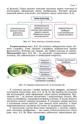 Тема 1
23
íі ôóíêöії. Ñåðåä îðãàíåë âàæëèâå çíà÷åííÿ ìàþòü ïëàñòèäè é
ìіòîõîíäðії, ñôîðìîâàíі äâîìà ìåìáðàíàìè. Êëіòèíè ðîñëèí
çàçâè÷àé ìàþòü ïëàñòèäè, ùî áóâàþòü òðüîõ òèïіâ (ìàë. 6.1).
ТИПИ ПЛАСТИД
ЛЕЙКОПЛАСТИ
безбарвні;
у них запасаються
поживні речовини
ХРОМОПЛАСТИ
забарвлені в різні
кольори (крім зеленого);
надають певного
забарвлення різним
частинам рослин
ХЛОРОПЛАСТИ
зеленого кольору;
здійснюють
фотосинтез
Мал. 6.1. Типи пластид у клітинах рослин
Õëîðîïëàñòàì (ìàë. 6.2, À) çåëåíîãî çàáàðâëåííÿ íàäàє ïіã-
ìåíò õëîðîôіë. Ñàìå çàâäÿêè õëîðîôіëó âіäáóâàєòüñÿ ïðîöåñ
ôîòîñèíòåçó. Êëіòèíè àíі òâàðèí, àíі ãðèáіâ ïëàñòèä íå ìàþòü.
Ìіòîõîíäðії (ìàë. 6.2, Á) – öå ñâîєðіäíі «åíåðãåòè÷íі ñòàíöії»
ї
êëіòèíè, ÿêі çàáåçïå÷óþòü її íåîáõіäíîþ åíåðãієþ.
Зовнішня
мембрана
Внутрішня
мембрана
Внутрішнє
середовище
Структури, з якими
пов’язаний хлорофіл
Складки внутрішньої
мембрани
Мал. 6.2. Будова хлоропласта (А) та мітохондрії (Б)
Ó êëіòèíàõ ðîñëèí і ãðèáіâ ìîæóòü áóòè âàêóîëі, çàïîâíåíі
êëіòèííèì ñîêîì (äèâ. ìàë. 5.1, À, Â, 5). Íà âіäìіíó âіä ïëàñòèä
àáî ìіòîõîíäðіé, âîíè ñôîðìîâàíі ëèøå îäíієþ ìåìáðàíîþ. Êëі-
òèííèé ñіê – öå ðîç÷èí îðãàíі÷íèõ і íåîðãàíі÷íèõ ñïîëóê. Âіí
òèñíå íà ìåìáðàíó, ïіäòðèìóþ÷è ôîðìó êëіòèíè. Ó íüîìó ìîæóòü
ìіñòèòèñÿ çàïàñíі ïîæèâíі ðå÷îâèíè. Ó êëіòèíàõ òâàðèí âàêóîëі
ç êëіòèííèì ñîêîì âіäñóòíі. Àëå ìîæóòü áóòè âàêóîëі, â ÿêèõ
ïåðåòðàâëþþòüñÿ ÷àñòèíêè їæі (òîìó їõ íàçèâàþòü òðàâíèìè).
Ó öèòîïëàçìі êëіòèí áóäü-ÿêèõ åâêàðіîòіâ є ñèñòåìà ïîðîæ-
íèí, îòî÷åíèõ ìåìáðàíîþ, – òàê çâàíà åíäîïëàçìàòè÷íà ñіòêà
(äèâ. ìàë. 5.1, 8). Âîíà íàñàìïåðåä çàáåçïå÷óє ïåðåñóâàííÿ ðіç-
А Б
 
