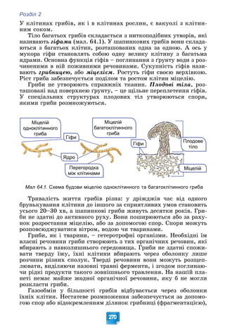 Розділ 2
270
Ó êëіòèíàõ ãðèáіâ, ÿê і â êëіòèíàõ ðîñëèí, є âàêóîëі ç êëіòèí-
íèì ñîêîì.
Òіëî áàãàòüîõ ãðèáіâ ñêëàäàєòüñÿ ç íèòêîïîäіáíèõ óòâîðіâ, ÿêі
íàçèâàþòü ãіôàìè (ìàë. 64.1). Ó øàïèíêîâèõ ãðèáіâ âîíè ñêëàäà-
þòüñÿ ç áàãàòüîõ êëіòèí, ðîçòàøîâàíèõ îäíà çà îäíîþ. À îñü ó
ìóêîðà ãіôè ñòàíîâëÿòü ñîáîþ îäíó âåëèêó êëіòèíó ç áàãàòüìà
ÿäðàìè. Îñíîâíà ôóíêöіÿ ãіôіâ – ïîãëèíàííÿ ç ґðóíòó âîäè ç ðîç-
÷èíåíèìè â íіé ïîæèâíèìè ðå÷îâèíàìè. Ñóêóïíіñòü ãіôіâ íàçè-
âàþòü ãðèáíèöåþ, àáî ìіöåëієì. Ðîñòóòü ãіôè ñâîєþ âåðõіâêîþ.
Ðіñò ãðèáà çàáåçïå÷óєòüñÿ ïîäіëîì òà ðîñòîì êëіòèí ìіöåëіþ.
Ãðèáè íå óòâîðþþòü ñïðàâæíіõ òêàíèí. Ïëîäîâі òіëà, ðîç-
òàøîâàíі íàä ïîâåðõíåþ ґðóíòó, – öå ùіëüíå ïåðåïëåòåííÿ ãіôіâ.
Ó ñïåöіàëüíèõ ñòðóêòóðàõ ïëîäîâèõ òіë óòâîðþþòüñÿ ñïîðè,
ÿêèìè ãðèáè ðîçìíîæóþòüñÿ.
Перегородка
між клітинами
Гіфи
Міцелій
одноклітинного
гриба
Ядро
Міцелій
Гіфи
Плодове
тіло
Міцелій
ного
багатоклітинн о
гриба
Мал 64.1. Схема будови міцелію одноклітинного та багатоклітинного гриба
Òðèâàëіñòü æèòòÿ ãðèáіâ ðіçíà: ó äðіæäæіâ ÷àñ âіä îäíîãî
áðóíüêóâàííÿ êëіòèíè äî іíøîãî çà ñïðèÿòëèâèõ óìîâ ñòàíîâèòü
óñüîãî 20–30 õâ, à øàïèíêîâі ãðèáè æèâóòü äåñÿòêè ðîêіâ. Ãðè-
áè íå çäàòíі äî àêòèâíîãî ðóõó. Âîíè ïîøèðþþòüñÿ àáî çà ðàõó-
íîê ðîçðîñòàííÿ ìіöåëіþ, àáî çà äîïîìîãîþ ñïîð. Ñïîðè ìîæóòü
ðîçïîâñþäæóâàòèñÿ âіòðîì, âîäîþ ÷è òâàðèíàìè.
Ãðèáè, ÿê і òâàðèíè, – ãåòåðîòðîôíі îðãàíіçìè. Íåîáõіäíі їì
âëàñíі ðå÷îâèíè ãðèáè ñòâîðþþòü ç òèõ îðãàíі÷íèõ ðå÷îâèí, ÿêі
âáèðàþòü ç íàâêîëèøíüîãî ñåðåäîâèùà. Ãðèáè íå çäàòíі ñïîæè-
âàòè òâåðäó їæó, їõíі êëіòèíè âáèðàþòü ÷åðåç îáîëîíêó ëèøå
ðîç÷èíè ðіçíèõ ñïîëóê. Òâåðäі ðå÷îâèíè âîíè ìîæóòü ðîçùåï-
ëþâàòè, âèäіëÿþ÷è íàçîâíі òðàâíі ôåðìåíòè, і çãîäîì ïîãëèíàþ-
÷è ðіäêі ïðîäóêòè òàêîãî çîâíіøíüîãî òðàâëåííÿ. Íà íàøіé ïëà-
íåòі íåìàє ìàéæå æîäíîї îðãàíі÷íîї ðå÷îâèíè, ÿêó á íå ìîãëè
ðîçêëàñòè ãðèáè.
Ãàçîîáìіí ó áіëüøîñòі ãðèáіâ âіäáóâàєòüñÿ ÷åðåç îáîëîíêè
їõíіõ êëіòèí. Íåñòàòåâå ðîçìíîæåííÿ çàáåçïå÷óєòüñÿ çà äîïîìî-
ãîþ ñïîð àáî âіäîêðåìëåííÿì äіëÿíîê ãðèáíèöі (ôðàãìåíòàöієþ),
 