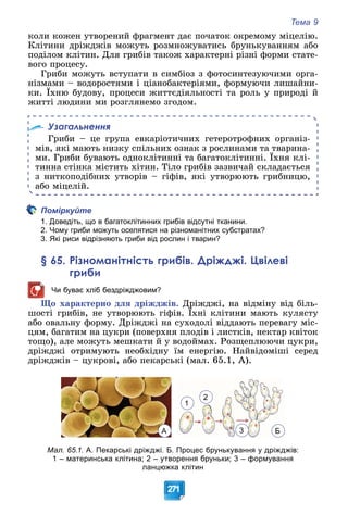 Тема 9
271
êîëè êîæåí óòâîðåíèé ôðàãìåíò äàє ïî÷àòîê îêðåìîìó ìіöåëіþ.
Êëіòèíè äðіæäæіâ ìîæóòü ðîçìíîæóâàòèñü áðóíüêóâàííÿì àáî
ïîäіëîì êëіòèí. Äëÿ ãðèáіâ òàêîæ õàðàêòåðíі ðіçíі ôîðìè ñòàòå-
âîãî ïðîöåñó.
Ãðèáè ìîæóòü âñòóïàòè â ñèìáіîç ç ôîòîñèíòåçóþ÷èìè îðãà-
íіçìàìè – âîäîðîñòÿìè і öіàíîáàêòåðіÿìè, ôîðìóþ÷è ëèøàéíè-
êè. Їõíþ áóäîâó, ïðîöåñè æèòòєäіÿëüíîñòі òà ðîëü ó ïðèðîäі é
æèòòі ëþäèíè ìè ðîçãëÿíåìî çãîäîì.
Узагальнення
Ãðèáè – öå ãðóïà åâêàðіîòè÷íèõ ãåòåðîòðîôíèõ îðãàíіç-
ìіâ, ÿêі ìàþòü íèçêó ñïіëüíèõ îçíàê ç ðîñëèíàìè òà òâàðèíà-
ìè. Ãðèáè áóâàþòü îäíîêëіòèííі òà áàãàòîêëіòèííі. Їõíÿ êëі-
òèííà ñòіíêà ìіñòèòü õіòèí. Òіëî ãðèáіâ çàçâè÷àé ñêëàäàєòüñÿ
ç íèòêîïîäіáíèõ óòâîðіâ – ãіôіâ, ÿêі óòâîðþþòü ãðèáíèöþ,
àáî ìіöåëіé.
Поміркуйте
1. Доведіть, що в багатоклітинних грибів відсутні тканини.
2. Чому гриби можуть оселятися на різноманітних субстратах?
3. Які риси відрізняють гриби від рослин і тварин?
§ 65. Різноманітність грибів. Дріжджі. Цвілеві
гриби
Чи буває хліб бездріжджовим?
Ùî õàðàêòåðíî äëÿ äðіæäæіâ. Äðіæäæі, íà âіäìіíó âіä áіëü-
øîñòі ãðèáіâ, íå óòâîðþþòü ãіôіâ. Їõíі êëіòèíè ìàþòü êóëÿñòó
Ù Ä
Ä
àáî îâàëüíó ôîðìó. Äðіæäæі íà ñóõîäîëі âіääàþòü ïåðåâàãó ìіñ-
öÿì, áàãàòèì íà öóêðè (ïîâåðõíÿ ïëîäіâ і ëèñòêіâ, íåêòàð êâіòîê
òîùî), àëå ìîæóòü ìåøêàòè é ó âîäîéìàõ. Ðîçùåïëþþ÷è öóêðè,
äðіæäæі îòðèìóþòü íåîáõіäíó їì åíåðãіþ. Íàéâіäîìіøі ñåðåä
äðіæäæіâ – öóêðîâі, àáî ïåêàðñüêі (ìàë. 65.1, À).
А
1
2
Б
3
Мал. 65.1. А. Пекарські дріжджі. Б. Процес брунькування у дріжджів:
1 – материнська клітина; 2 – утворення бруньки; 3 – формування
ланцюжка клітин
 
