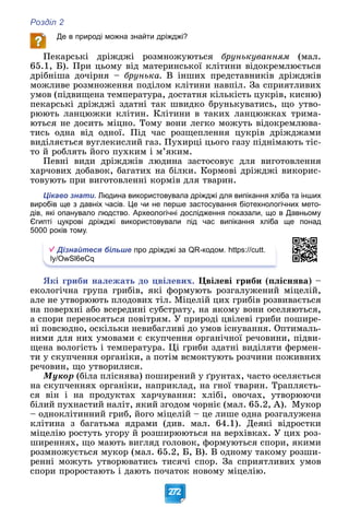 Розділ 2
272
Де в природі можна знайти дріжджі?
Ïåêàðñüêі äðіæäæі ðîçìíîæóþòüñÿ áðóíüêóâàííÿì (ìàë.
65.1, Á). Ïðè öüîìó âіä ìàòåðèíñüêîї êëіòèíè âіäîêðåìëþєòüñÿ
äðіáíіøà äî÷іðíÿ – áðóíüêà. Â іíøèõ ïðåäñòàâíèêіâ äðіæäæіâ
ìîæëèâå ðîçìíîæåííÿ ïîäіëîì êëіòèíè íàâïіë. Çà ñïðèÿòëèâèõ
óìîâ (ïіäâèùåíà òåìïåðàòóðà, äîñòàòíÿ êіëüêіñòü öóêðіâ, êèñíþ)
ïåêàðñüêі äðіæäæі çäàòíі òàê øâèäêî áðóíüêóâàòèñü, ùî óòâî-
ðþþòü ëàíöþæêè êëіòèí. Êëіòèíè â òàêèõ ëàíöþæêàõ òðèìà-
þòüñÿ íå äîñèòü ìіöíî. Òîìó âîíè ëåãêî ìîæóòü âіäîêðåìëþâà-
òèñü îäíà âіä îäíîї. Ïіä ÷àñ ðîçùåïëåííÿ öóêðіâ äðіæäæàìè
âèäіëÿєòüñÿ âóãëåêèñëèé ãàç. Ïóõèðöі öüîãî ãàçó ïіäíіìàþòü òіñ-
òî é ðîáëÿòü éîãî ïóõêèì і ì’ÿêèì.
Ïåâíі âèäè äðіæäæіâ ëþäèíà çàñòîñîâóє äëÿ âèãîòîâëåííÿ
õàð÷îâèõ äîáàâîê, áàãàòèõ íà áіëêè. Êîðìîâі äðіæäæі âèêîðèñ-
òîâóþòü ïðè âèãîòîâëåííі êîðìіâ äëÿ òâàðèí.
Цікаво знати. Людина використовувала дріжджі для випікання хліба та інших
виробів ще з давніх часів. Це чи не перше застосування біотехнологічних мето-
дів, які опанувало людство. Археологічні дослідження показали, що в Давньому
Єгипті цукрові дріжджі використовували під час випікання хліба ще понад
5000 років тому.
Дізнайтеся більше про дріжджі за QR-кодом. https://cutt.
ly/OwSl6eCq
ßêі ãðèáè íàëåæàòü äî öâіëåâèõ. Öâіëåâі ãðèáè (ïëіñíÿâà) –
åêîëîãі÷íà ãðóïà ãðèáіâ, ÿêі ôîðìóþòü ðîçãàëóæåíèé ìіöåëіé,
àëå íå óòâîðþþòü ïëîäîâèõ òіë. Ìіöåëіé öèõ ãðèáіâ ðîçâèâàєòüñÿ
íà ïîâåðõíі àáî âñåðåäèíі ñóáñòðàòó, íà ÿêîìó âîíè îñåëÿþòüñÿ,
à ñïîðè ïåðåíîñÿòüñÿ ïîâіòðÿì. Ó ïðèðîäі öâіëåâі ãðèáè ïîøèðå-
íі ïîâñþäíî, îñêіëüêè íåâèáàãëèâі äî óìîâ іñíóâàííÿ. Îïòèìàëü-
íèìè äëÿ íèõ óìîâàìè є ñêóï÷åííÿ îðãàíі÷íîї ðå÷îâèíè, ïіäâè-
ùåíà âîëîãіñòü і òåìïåðàòóðà. Öі ãðèáè çäàòíі âèäіëÿòè ôåðìåí-
òè ó ñêóï÷åííÿ îðãàíіêè, à ïîòіì âñìîêòóþòü ðîç÷èíè ïîæèâíèõ
ðå÷îâèí, ùî óòâîðèëèñÿ.
Ìóêîð (áіëà ïëіñíÿâà) ïîøèðåíèé ó ґðóíòàõ, ÷àñòî îñåëÿєòüñÿ
íà ñêóï÷åííÿõ îðãàíіêè, íàïðèêëàä, íà ãíîї òâàðèí. Òðàïëÿєòü-
ñÿ âіí і íà ïðîäóêòàõ õàð÷óâàííÿ: õëіáі, îâî÷àõ, óòâîðþþ÷è
áіëèé ïóõíàñòèé íàëіò, ÿêèé çãîäîì ÷îðíіє (ìàë. 65.2, À). Ìóêîð
– îäíîêëіòèííèé ãðèá, éîãî ìіöåëіé – öå ëèøå îäíà ðîçãàëóæåíà
êëіòèíà ç áàãàòüìà ÿäðàìè (äèâ. ìàë. 64.1). Äåÿêі âіäðîñòêè
ìіöåëіþ ðîñòóòü óãîðó é ðîçøèðþþòüñÿ íà âåðõіâêàõ. Ó öèõ ðîç-
øèðåííÿõ, ùî ìàþòü âèãëÿä ãîëîâîê, ôîðìóþòüñÿ ñïîðè, ÿêèìè
ðîçìíîæóєòüñÿ ìóêîð (ìàë. 65.2, Á, Â). Â îäíîìó òàêîìó ðîçøè-
ðåííі ìîæóòü óòâîðþâàòèñü òèñÿ÷і ñïîð. Çà ñïðèÿòëèâèõ óìîâ
ñïîðè ïðîðîñòàþòü і äàþòü ïî÷àòîê íîâîìó ìіöåëіþ.
 