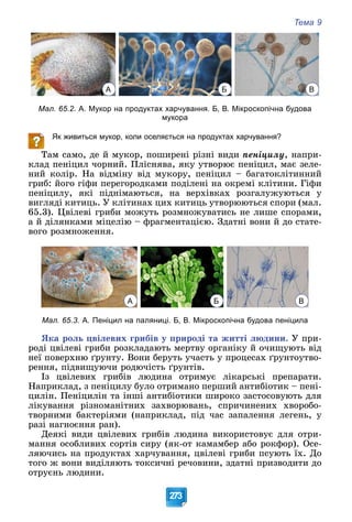 Тема 9
273
А Б В
Мал. 65.2. А. Мукор на продуктах харчування. Б, В. Мікроскопічна будова
мукора
Як живиться мукор, коли оселяється на продуктах харчування?
Òàì ñàìî, äå é ìóêîð, ïîøèðåíі ðіçíі âèäè ïåíіöèëó, íàïðè-
êëàä ïåíіöèë ÷îðíèé. Ïëіñíÿâà, ÿêó óòâîðþє ïåíіöèë, ìàє çåëå-
íèé êîëіð. Íà âіäìіíó âіä ìóêîðó, ïåíіöèë – áàãàòîêëіòèííèé
ãðèá: éîãî ãіôè ïåðåãîðîäêàìè ïîäіëåíі íà îêðåìі êëіòèíè. Ãіôè
ïåíіöèëó, ÿêі ïіäíіìàþòüñÿ, íà âåðõіâêàõ ðîçãàëóæóþòüñÿ ó
âèãëÿäі êèòèöü. Ó êëіòèíàõ öèõ êèòèöü óòâîðþþòüñÿ ñïîðè (ìàë.
65.3). Öâіëåâі ãðèáè ìîæóòü ðîçìíîæóâàòèñü íå ëèøå ñïîðàìè,
à é äіëÿíêàìè ìіöåëіþ – ôðàãìåíòàöієþ. Çäàòíі âîíè é äî ñòàòå-
âîãî ðîçìíîæåííÿ.
А Б В
Мал. 65.3. А. Пеніцил на паляниці. Б, В. Мікроскопічна будова пеніцила
ßêà ðîëü öâіëåâèõ ãðèáіâ ó ïðèðîäі òà æèòòі ëþäèíè. Ó ïðè-
ðîäі öâіëåâі ãðèáè ðîçêëàäàþòü ìåðòâó îðãàíіêó é î÷èùóþòü âіä
íåї ïîâåðõíþ ґðóíòó. Âîíè áåðóòü ó÷àñòü ó ïðîöåñàõ ґðóíòîóòâî-
ðåííÿ, ïіäâèùóþ÷è ðîäþ÷іñòü ґðóíòіâ.
Іç öâіëåâèõ ãðèáіâ ëþäèíà îòðèìóє ëіêàðñüêі ïðåïàðàòè.
Íàïðèêëàä, ç ïåíіöèëó áóëî îòðèìàíî ïåðøèé àíòèáіîòèê – ïåíі-
öèëіí. Ïåíіöèëіí òà іíøі àíòèáіîòèêè øèðîêî çàñòîñîâóþòü äëÿ
ëіêóâàííÿ ðіçíîìàíіòíèõ çàõâîðþâàíü, ñïðè÷èíåíèõ õâîðîáî-
òâîðíèìè áàêòåðіÿìè (íàïðèêëàä, ïіä ÷àñ çàïàëåííÿ ëåãåíü, ó
ðàçі íàãíîєííÿ ðàí).
Äåÿêі âèäè öâіëåâèõ ãðèáіâ ëþäèíà âèêîðèñòîâóє äëÿ îòðè-
ìàííÿ îñîáëèâèõ ñîðòіâ ñèðó (ÿê-îò êàìàìáåð àáî ðîêôîð). Îñå-
ëÿþ÷èñü íà ïðîäóêòàõ õàð÷óâàííÿ, öâіëåâі ãðèáè ïñóþòü їõ. Äî
òîãî æ âîíè âèäіëÿþòü òîêñè÷íі ðå÷îâèíè, çäàòíі ïðèçâîäèòè äî
îòðóєíü ëþäèíè.
 