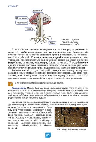 Розділ 2
276
Покривало
о
Ніжка
Пластинки
Шапинка
Шапинка
Гіфи
Мал. 66.3. Будова
пластинчастого
шапинкового гриба
Ó íèæíіé ÷àñòèíі øàïèíêè óòâîðþþòüñÿ ñïîðè, çà äîïîìîãîþ
ÿêèõ öі ãðèáè ðîçìíîæóþòüñÿ òà ïîøèðþþòüñÿ. Çàëåæíî âіä
áóäîâè íèæíüîї ÷àñòèíè øàïèíêè ãðèáè ïîäіëÿþòü íà ïëàñòèí-
÷àñòі é òðóá÷àñòі. Ó ïëàñòèí÷àñòèõ ãðèáіâ âîíà óòâîðåíà ïëàñ-
òèíêàìè, ÿêі ðîçõîäÿòüñÿ âіä âåðõіâêè íіæêè äî êðàþ øàïèíêè
(ñèðîїæêè, îïåíüêè, ìóõîìîðè, áëіäà ïîãàíêà). Ó òðóá÷àñòèõ
ãðèáіâ íèæíÿ ÷àñòèíà øàïèíêè ñêëàäàєòüñÿ çі ùіëüíî ðîçòàøî-
âàíèõ òðóáî÷îê (áіëèé ãðèá, ïіäáåðåçíèê, ìàñëþê çâè÷àéíèé).
Ðîçòàøîâàíèé ó ґðóíòі ìіöåëіé óòâîðþє âåëè÷åçíó ïîâåðõíþ,
çàâäÿêè ÷îìó âáèðàє íåîáõіäíі ïîæèâíі ðå÷îâèíè. Äëÿ éîãî ðîñ-
òó ïîòðіáíі ïåâíі óìîâè: ïіäâèùåíà òåìïåðàòóðà (+12 ...+22 Ñ),
äîñòàòíÿ âîëîãіñòü, íàÿâíіñòü ó ґðóíòі îðãàíі÷íèõ ðå÷îâèí.
У які місяці року можна зібрати найбільше грибів?
Цікаво знати. Міцелій багатьох видів шапинкових грибів росте по колу в усіх
напрямках, подібно до променів сонця. На краях такого міцелію формуються пло-
дові тіла грибів, утворюючи так звані відьмині кільця (мал. 66.4). У середньовіччі
такі місця забобонні люди вважали небезпечними, зокрема вони вірили, що все-
редині такого кільця танцюють відьми.
Çà õàðàêòåðîì æèâëåííÿ áàãàòî øàïèíêîâèõ ãðèáіâ íàëåæàòü
äî ñàïðîòðîôіâ, òîáòî îðãàíіçìіâ, ÿêі æèâëÿòüñÿ âіäìåðëîþ îðãà-
íіêîþ (íàïðèêëàä, ïå÷åðèöі). Ãðè-
áè, ÿêі óòâîðþþòü ìіêîðèçó ç ðîñ-
ëèíàìè, íàëåæàòü äî ñèìáіîòðîôіâ
(âіä ãðåöüê. ñèìáіîñ – ñïіëüíå æèò-
òÿ òà òðîôå) – îðãàíіçìіâ, æèâëåí-
íÿ ÿêèõ çàëåæèòü âіä ñèìáіîçó ç
іíøèìè (ìàñëþê çâè÷àéíèé, ïіä-
îñè÷íèê, ïіäáåðåçíèê і áàãàòî
іíøèõ).
Мал. 66.4. «Відьмине кільце»
 