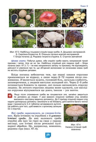 Тема 9
279
А Б В
Г Д Е
Мал. 67.3. Найбільш поширені отруйні види грибів. А. Дощовик несправжній.
Б. Сироїжка блювотна. В. Опеньок сірчано-жовтий несправжній.
Г. Бліда поганка. Д. Рядовка тигриста отруйна. Е. Строчок звичайний
Цікаво знати. Побутує думка, ніби отруйні гриби мають неприємний гіркий
присмак і запах. Але це не так. Найбільш отруйний для людини гриб – бліда
поганка (мал. 67.3, Г) – не має неприємного запаху та присмаку. Не відповідають
дійсності й уявлення про те, що об’їдений молюсками чи личинками комах гриб
не містить отруйних речовин.
Áëіäà ïîãàíêà íåáåçïå÷íà òèì, ùî ïåðøі îçíàêè îòðóєííÿ
ïðîÿâëÿþòüñÿ íå âіäðàçó, à ëèøå ÷åðåç 8–72 ãîäèíè ïіñëÿ ñïî-
æèâàííÿ. Ç’ÿâëÿєòüñÿ íóäîòà, ãîëîâíèé áіëü, çàãàëüíà ñëàáêіñòü,
çàïàìîðî÷åííÿ, ó ëþäèíè âèñòóïàє õîëîäíèé ïіò. ×åðåç 2–3 äîáè
ïî÷èíàєòüñÿ áëþâîòà òà ïðîíîñ, ÿêі ñèëüíî âèñíàæóþòü îòðóєíó
ëþäèíó. Çà ëåãêîãî îòðóєííÿ ëþäèíà ìîæå îäóæàòè, àëå íàñëіä-
êè îòðóєííÿ âіä÷óâàþòüñÿ ùå äîâãî, іíêîëè – óñå æèòòÿ.
Якщо після споживання грибів ви почуваєтеся зле, негайно зверніться
по допомогу до лікаря. У разі важкого отруєння грибами слід негайно
викликати «екстрену медичну допомогу». До її приїзду отруєній людині слід
надати долікарську допомогу: викликати в неї блювоту, дати випити багато теплої
води і проковтнути 3–4 таблетки активованого вугілля.
Це роблять для того, щоб вивести з організму залишки
їжі з отрутою.
ßêі ãðèáè çàðàõîâóþòü äî óìîâíî-їñòіâ-
íèõ. Êðіì їñòіâíèõ òà îòðóéíèõ є é óìîâíî-
їñòіâíі ãðèáè. Äî íèõ íàëåæàòü ãðèáè
îòðóéíі àáî їäêі ÷è ãіðêі íà ñìàê ó ñèðîìó
âèãëÿäі, àëå їñòіâíі ïіñëÿ ðåòåëüíîї êóëі-
íàðíîї îáðîáêè. Öå, íàïðèêëàä, âîâíÿíêà,
ðÿäîâêà ñіðà (ìàë. 67.4).
Мал. 67.4.
Умовно-їстівний гриб
вовнянка
 