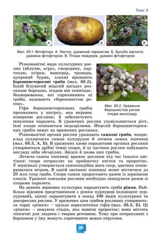 Тема 9
281
А Б В
Мал. 68.1. Фітофтора. А. Листок, уражений паразитом. Б. Бульба картоплі,
уражена фітофторою. В. Плоди помідорів, уражені фітофторою
Ðіçíîìàíіòíі âèäè êóëüòóðíèõ ðîñ-
ëèí (ÿáëóíþ, àґðóñ, ñìîðîäèíó, êàð-
òîïëþ, îãіðêè, âèíîãðàä, òðîÿíäè,
öóêðîâèé áóðÿê, çëàêè) âðàæàþòü
áîðîøíèñòîðîñÿíі ãðèáè (ìàë. 68.2).
Їõíіé áіëóâàòèé ìіöåëіé íàãàäóє ðîç-
( )
ñèïàíå áîðîøíî, çãîäîì âіí òåìíіøàє.
Çàõâîðþâàííÿ, ÿêі ñïðè÷èíÿþòü öі
ãðèáè, íàçèâàþòü «áîðîøíèñòîþ ðî-
ñîþ».
Ãіôè áîðîøíèñòîðîñÿíèõ ãðèáіâ
ïðîíèêàþòü ó øêіðêó, ÿêà âêðèâàє
ïîâåðõíþ ðîñëèíè, é çàáåçïå÷óþòü
æèâëåííÿ ïàðàçèòà. Â óðàæåíèõ ðîñëèí óïîâіëüíþєòüñÿ ðіñò,
їõíі ïëîäè îñèïàþòüñÿ íåäîçðіëèìè. Ìіöåëіé áîðîøíèñòîðîñÿ-
íèõ ãðèáіâ çèìóє íà âðàæåíèõ ðîñëèíàõ.
Ðіçíîìàíіòíі îðãàíè ðîñëèí óðàæàþòü ñàæêîâі ãðèáè, íàïðè-
êëàä ïóõèð÷àñòà ñàæêà êóêóðóäçè é ëåòþ÷à ñàæêà ïøåíèöі
(ìàë. 68.3, À, Á). Â óðàæåíèõ öèìè ïàðàçèòàìè îðãàíàõ ðîñëèíè
óòâîðþþòüñÿ äðіáíі òåìíі ñïîðè, é öі ÷àñòèíè ðîñëèí íàáóâàþòü
âèãëÿäó íіáè îáãîðіëèõ. Çâіäñè é íàçâà öèõ ãðèáіâ.
Ëåòþ÷à ñàæêà ïøåíèöі âðàæàє ðîñëèíè ïіä ÷àñ їõíüîãî öâі-
òіííÿ: ñïîðà ïîòðàïëÿє íà ïðèéìî÷êó êâіòêè òà ïðîðîñòàє.
Ó çåðíіâêàõ óòâîðþєòüñÿ ñàæêîïîäіáíà ìàñà ñïîð, çäàòíèõ ïîøè-
ðþâàòèñÿ âіòðîì. Â îäíіé íàñіíèíі ïøåíèöі ìîæå ìіñòèòèñÿ äî
20 ìëí ñïîð ãðèáà. Ñïîðè ñàæîê ïðîðîñòàþòü ðàçîì іç çåðíіâêîþ
çëàêіâ. Óðàæåíі ñàæêàìè ðîñëèíè íåîáõіäíî çíèùóâàòè ðàçîì çі
ñïîðàìè ïàðàçèòà.
Íà äåÿêèõ çåðíîâèõ êóëüòóðàõ ïàðàçèòóþòü ãðèáè ðіæêè. Íàé-
áіëüø âіäîìèì ïðåäñòàâíèêîì є ðіæêè ïóðïóðîâі (êëàâіöåïñ ïóð-
ïóðîâèé), çäàòíі ïàðàçèòóâàòè â ïîíàä 100 âèäіâ êóëüòóðíèõ òà
äèêîðîñëèõ ðîñëèí. Ó âðàæåíèõ öèì ãðèáîì ðîñëèíàõ óòâîðþþòü-
ñÿ ÷îðíі «ðіæêè» – ùіëüíі ïåðåïëåòåííÿ ãіôіâ (ìàë. 68.3, Â). Öі
«ðіæêè» – çèìóþ÷à ñòàäіÿ, ÿêà íàâåñíі ïðîðîñòàє; âîíè ìіñòÿòü
òîêñè÷íі äëÿ ëþäèíè і òâàðèí ðå÷îâèíè. Òîìó ïðè ïîòðàïëÿííі ç
áîðîøíîì ó їæó ìîæóòü ñïðè÷èíèòè âàæêå îòðóєííÿ.
Мал. 68.2. Ураження
борошнистою росою
плодів винограду
 