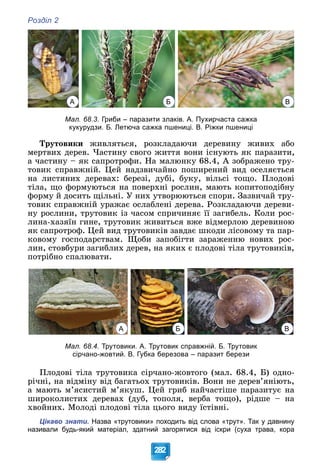 Розділ 2
282
А Б В
Мал. 68.3. Гриби – паразити злаків. А. Пухирчаста сажка
кукурудзи. Б. Летюча сажка пшениці. В. Ріжки пшениці
Òðóòîâèêè æèâëÿòüñÿ, ðîçêëàäàþ÷è äåðåâèíó æèâèõ àáî
ìåðòâèõ äåðåâ. ×àñòèíó ñâîãî æèòòÿ âîíè іñíóþòü ÿê ïàðàçèòè,
à ÷àñòèíó – ÿê ñàïðîòðîôè. Íà ìàëþíêó 68.4, À çîáðàæåíî òðó-
òîâèê ñïðàâæíіé. Öåé íàäçâè÷àéíî ïîøèðåíèé âèä îñåëÿєòüñÿ
íà ëèñòÿíèõ äåðåâàõ: áåðåçі, äóáі, áóêó, âіëüñі òîùî. Ïëîäîâі
òіëà, ùî ôîðìóþòüñÿ íà ïîâåðõíі ðîñëèí, ìàþòü êîïèòîïîäіáíó
ôîðìó é äîñèòü ùіëüíі. Ó íèõ óòâîðþþòüñÿ ñïîðè. Çàçâè÷àé òðó-
òîâèê ñïðàâæíіé óðàæàє îñëàáëåíі äåðåâà. Ðîçêëàäàþ÷è äåðåâè-
íó ðîñëèíè, òðóòîâèê іç ÷àñîì ñïðè÷èíÿє її çàãèáåëü. Êîëè ðîñ-
ëèíà-õàçÿїí ãèíå, òðóòîâèê æèâèòüñÿ âæå âіäìåðëîþ äåðåâèíîþ
ÿê ñàïðîòðîô. Öåé âèä òðóòîâèêіâ çàâäàє øêîäè ëіñîâîìó òà ïàð-
êîâîìó ãîñïîäàðñòâàì. Ùîáè çàïîáіãòè çàðàæåííþ íîâèõ ðîñ-
ëèí, ñòîâáóðè çàãèáëèõ äåðåâ, íà ÿêèõ є ïëîäîâі òіëà òðóòîâèêіâ,
ïîòðіáíî ñïàëþâàòè.
А Б В
Мал. 68.4. Трутовики. А. Трутовик справжній. Б. Трутовик
сірчано-жовтий. В. Губка березова – паразит берези
Ïëîäîâі òіëà òðóòîâèêà ñіð÷àíî-æîâòîãî (ìàë. 68.4, Á) îäíî-
ðі÷íі, íà âіäìіíó âіä áàãàòüîõ òðóòîâèêіâ. Âîíè íå äåðåâ’ÿíіþòü,
à ìàþòü ì’ÿñèñòèé ì’ÿêóø. Öåé ãðèá íàé÷àñòіøå ïàðàçèòóє íà
øèðîêîëèñòèõ äåðåâàõ (äóá, òîïîëÿ, âåðáà òîùî), ðіäøå – íà
õâîéíèõ. Ìîëîäі ïëîäîâі òіëà öüîãî âèäó їñòіâíі.
Цікаво знати. Назва «трутовики» походить від слова «трут». Так у давнину
називали будь-який матеріал, здатний загорятися від іскри (суха трава, кора
 