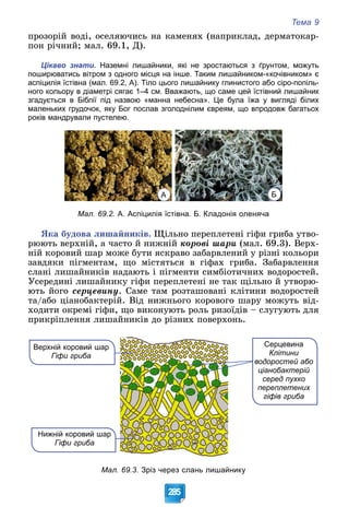 Тема 9
285
ïðîçîðіé âîäі, îñåëÿþ÷èñü íà êàìåíÿõ (íàïðèêëàä, äåðìàòîêàð-
ïîí ðі÷íèé; ìàë. 69.1, Ä).
Цікаво знати. Наземні лишайники, які не зростаються з ґрунтом, можуть
поширюватись вітром з одного місця на інше. Таким лишайником-«кочівником» є
аспіцилія їстівна (мал. 69.2, А). Тіло цього лишайнику глинистого або сіро-попіль-
ного кольору в діаметрі сягає 1–4 см. Вважають, що саме цей їстівний лишайник
згадується в Біблії під назвою «манна небесна». Це була їжа у вигляді білих
маленьких грудочок, яку Бог послав зголоднілим євреям, що впродовж багатьох
років мандрували пустелею.
А Б
Мал. 69.2. А. Аспіцилія їстівна. Б. Кладонія оленяча
ßêà áóäîâà ëèøàéíèêіâ. Ùіëüíî ïåðåïëåòåíі ãіôè ãðèáà óòâî-
ðþþòü âåðõíіé, à ÷àñòî é íèæíіé êîðîâі øàðè (ìàë. 69.3). Âåðõ-
íіé êîðîâèé øàð ìîæå áóòè ÿñêðàâî çàáàðâëåíèé ó ðіçíі êîëüîðè
çàâäÿêè ïіãìåíòàì, ùî ìіñòÿòüñÿ â ãіôàõ ãðèáà. Çàáàðâëåííÿ
ñëàíі ëèøàéíèêіâ íàäàþòü і ïіãìåíòè ñèìáіîòè÷íèõ âîäîðîñòåé.
Óñåðåäèíі ëèøàéíèêó ãіôè ïåðåïëåòåíі íå òàê ùіëüíî é óòâîðþ-
þòü éîãî ñåðöåâèíó. Ñàìå òàì ðîçòàøîâàíі êëіòèíè âîäîðîñòåé
òà/àáî öіàíîáàêòåðіé. Âіä íèæíüîãî êîðîâîãî øàðó ìîæóòü âіä-
õîäèòè îêðåìі ãіôè, ùî âèêîíóþòü ðîëü ðèçîїäіâ – ñëóãóþòü äëÿ
ïðèêðіïëåííÿ ëèøàéíèêіâ äî ðіçíèõ ïîâåðõîíü.
Серцевина
Клітини
водоростей або
ціанобактерій
серед пухко
переплетених
гіфів гриба
Верхній коровий шар
Гіфи гриба
Нижній коровий шар
Гіфи гриба
Мал. 69.3. Зріз через слань лишайнику
 