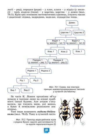 Узагальнення
295
ëîãії – ðÿä), ïîðÿäêè (ðÿäè) – ó êëàñ, êëàñè – ó âіääіë (ó çîîëî-
ãії – òèï), âіääіëè (òèïè) – ó öàðñòâî, öàðñòâà – ó äîìåí (ìàë.
70.1). Êðіì öèõ îñíîâíèõ ñèñòåìàòè÷íèõ îäèíèöü, іñíóþòü òàêîæ
і äîäàòêîâі: ïіäâèä, íàäðîäèíà, íàäêëàñ, ïіäöàðñòâî òîùî.
Вид 2
Вид 1
Рід 2
Рід 1
Родина 2
Родина 1
Порядок 1
(у зоології – ряд 1)
(
Порядок 2
(у зоології – ряд 2)
(
Клас 2
Клас 1
Відділ 1
(у зоології – тип 1)
(
Клас 1
Відділ 2
(у зоології – тип 2)
(
Царство 2
Царство 1
Домен
Çà ÷àñіâ Ê. Ëіííåÿ îðãàíіçìè îá’єä-
íóâàëè â òàêñîíè ëèøå íà îñíîâі ïîäіá-
íîñòі їõíüîї áóäîâè. Àëå çãîäîì ç’ÿñó-
âàëîñÿ, ùî іñíóþòü âèäè, ÿêі âàæêî,
à áóâàє é íåìîæëèâî ðîçïіçíàòè çîâ-
íіøíüî.
Òàêі âèäè íàçèâàþòü âèäàìè-äâіéíè-
êàìè (ìàë. 70.2). Òîìó â ñó÷àñíіé ñèñòå-
1 2
Мал. 70.2. Приклад видів-двійників жуків
з родини Вусачі: юдолія шестиплямиста (1)
та юдолія паралелепіпедна (2)
Мал. 70.1. Схема, яка ілюструє
принцип взаємопідпорядкування таксонів
у сучасній систематиці
 