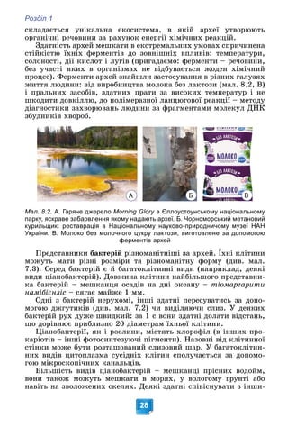 Розділ 1
28
ñêëàäàєòüñÿ óíіêàëüíà åêîñèñòåìà, â ÿêіé àðõåї óòâîðþþòü
îðãàíі÷íі ðå÷îâèíè çà ðàõóíîê åíåðãії õіìі÷íèõ ðåàêöіé.
Çäàòíіñòü àðõåé ìåøêàòè â åêñòðåìàëüíèõ óìîâàõ ñïðè÷èíåíà
ñòіéêіñòþ їõíіõ ôåðìåíòіâ äî çîâíіøíіõ âïëèâіâ: òåìïåðàòóðè,
ñîëîíîñòі, äії êèñëîò і ëóãіâ (ïðèãàäàєìî: ôåðìåíòè – ðå÷îâèíè,
áåç ó÷àñòі ÿêèõ â îðãàíіçìàõ íå âіäáóâàєòüñÿ æîäåí õіìі÷íèé
ïðîöåñ). Ôåðìåíòè àðõåé çíàéøëè çàñòîñóâàííÿ â ðіçíèõ ãàëóçÿõ
æèòòÿ ëþäèíè: âіä âèðîáíèöòâà ìîëîêà áåç ëàêòîçè (ìàë. 8.2, Â)
і ïðàëüíèõ çàñîáіâ, çäàòíèõ ïðàòè çà âèñîêèõ òåìïåðàòóð і íå
øêîäèòè äîâêіëëþ, äî ïîëіìåðàçíîї ëàíöþãîâîї ðåàêöії – ìåòîäó
äіàãíîñòèêè çàõâîðþâàíü ëþäèíè çà ôðàãìåíòàìè ìîëåêóë ÄÍÊ
çáóäíèêіâ õâîðîá.
Мал. 8.2. А. Гаряче джерело Morning Glory в Єллоустоунському національному
y
парку, яскраве забарвлення якому надають археї. Б. Чорноморський метановий
курильщик: реставрація в Національному науково-природничому музеї НАН
України. В. Молоко без молочного цукру лактози, виготовлене за допомогою
ферментів архей
Ïðåäñòàâíèêè áàêòåðіé ðіçíîìàíіòíіøі çà àðõåé. Їõíі êëіòèíè
ìîæóòü ìàòè ðіçíі ðîçìіðè òà ðіçíîìàíіòíó ôîðìó (äèâ. ìàë.
7.3). Ñåðåä áàêòåðіé є é áàãàòîêëіòèííі âèäè (íàïðèêëàä, äåÿêі
âèäè öіàíîáàêòåðіé). Äîâæèíà êëіòèíè íàéáіëüøîãî ïðåäñòàâíè-
êà áàêòåðіé – ìåøêàíöÿ îñàäіâ íà äíі îêåàíó – òіîìàðãàðèòè
íàìіáієíçіñ – ñÿãàє ìàéæå 1 ìì.
Îäíі ç áàêòåðіé íåðóõîìі, іíøі çäàòíі ïåðåñóâàòèñü çà äîïî-
ìîãîþ äæãóòèêіâ (äèâ. ìàë. 7.2) ÷è âèäіëÿþ÷è ñëèç. Ó äåÿêèõ
áàêòåðіé ðóõ äóæå øâèäêèé: çà 1 ñ âîíè çäàòíі äîëàòè âіäñòàíü,
ùî äîðіâíþє ïðèáëèçíî 20 äіàìåòðàì їõíüîї êëіòèíè.
Öіàíîáàêòåðії, ÿê і ðîñëèíè, ìіñòÿòü õëîðîôіë (â іíøèõ ïðî-
êàðіîòіâ – іíøі ôîòîñèíòåçóþ÷і ïіãìåíòè). Íàçîâíі âіä êëіòèííîї
ñòіíêè ìîæå áóòè ðîçòàøîâàíèé ñëèçîâèé øàð. Ó áàãàòîêëіòèí-
íèõ âèäіâ öèòîïëàçìà ñóñіäíіõ êëіòèí ñïîëó÷àєòüñÿ çà äîïîìî-
ãîþ ìіêðîñêîïі÷íèõ êàíàëüöіâ.
Áіëüøіñòü âèäіâ öіàíîáàêòåðіé – ìåøêàíöі ïðіñíèõ âîäîéì,
âîíè òàêîæ ìîæóòü ìåøêàòè â ìîðÿõ, ó âîëîãîìó ґðóíòі àáî
íàâіòü íà çâîëîæåíèõ ñêåëÿõ. Äåÿêі çäàòíі ñïіâіñíóâàòè ç іíøè-
В
А Б
 