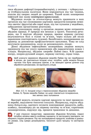 Розділ 1
32
òèñÿ çáóäíèê äèôòåðії (êîðèíåáàêòåðіÿ), ó ëåãåíÿõ – òóáåðêóëüî-
çó (òóáåðêóëüîçíà ïàëè÷êà). Âîíè ïåðåäàþòüñÿ ïіä ÷àñ ÷õàííÿ,
êàøëþ âіä õâîðèõ ëþäåé äî çäîðîâèõ. Òàêèé øëÿõ ïîøèðåííÿ
іíôåêöіé ìàє íàçâó ïîâіòðÿíî-êðàïåëüíèé.
Çáóäíèêè õîëåðè òà ëåïòîñïіðîçó ìîæóòü ïðîíèêàòè â íàø
îðãàíіçì ïіä ÷àñ ñïîæèâàííÿ õàð÷îâèõ ïðîäóêòіâ (çîêðåìà íåìè-
òèõ îâî÷іâ і ôðóêòіâ) àáî ñèðîї âîäè, ïіä ÷àñ êóïàííÿ ó âîäîéìàõ,
çàáðóäíåíèõ îðãàíі÷íèìè ðåøòêàìè.
×åðåç óøêîäæåíó øêіðó â îðãàíіçì ëþäèíè ìîæå ïîòðàïèòè
çáóäíèê ïðàâöÿ. Ó ïðèðîäі âіí ìåøêàє ó ґðóíòі. Òîêñè÷íà ðå÷î-
âèíà, ùî її âèäіëÿє çáóäíèê ïðàâöÿ, âðàæàє íåðâîâó ñèñòåìó
(âіä÷óâàþòüñÿ áîëі â ãîëîâі òà ì’ÿçàõ, ÷åðåç êіëüêà äіá ïіñëÿ
çàðàæåííÿ ñïîñòåðіãàþòü ñóäîìè). Çàïîáіãàþòü çàõâîðþâàííþ íà
ïðàâåöü çà äîïîìîãîþ ïðîôіëàêòè÷íîãî ùåïëåííÿ. Òîìó íå ñëіä
íåõòóâàòè âàêöèíàöієþ, êîëè öå ðåêîìåíäóþòü ëіêàðі.
Äåÿêі çáóäíèêè іíôåêöіéíèõ çàõâîðþâàíü ëþäèíè ìîæóòü
ïðîíèêàòè ïіä ÷àñ óêóñó êðîâîñèñíèõ àáî ïàðàçèòè÷íèõ êîìàõ і
êëіùіâ. Íàïðèêëàä, çáóäíèê õâîðîáè Ëàéìà (ìàë. 9.3) óðàæàє
øêіðó, îïîðíî-ðóõîâèé àïàðàò, íåðâîâó ñèñòåìó, ñåðöå òîùî.
Щоб уникнути зараження збудником хвороби Лайма під час перебування
в місцях, де трапляються іксодові кліщі, потрібно, щоби якомога більша
частина тіла була захищена одягом, а не захищені одягом ділянки слід
обробляти речовинами, які відлякують кліщів.
Мал. 9.3. А. Іксодові кліщі є переносниками збудника хвороби
Лайма. Б. Прояв хвороби Лайма: на шкірі з’являється почервоніння,
яке змінює своє положення
Áàêòåðії ìîæóòü ïñóâàòè õàð÷îâі ïðîäóêòè òà іíøі ïðîìèñëî-
âі âèðîáè, âèäіëÿþ÷è òîêñè÷íі ñïîëóêè. Íàïðèêëàä, îòðóòà çáóä-
íèêà áîòóëіçìó, çäàòíîãî ïñóâàòè êîíñåðâîâàíі ïðîäóêòè, ðèáó,
êîâáàñó, íàñàìïåðåä äіє íà íåðâîâó ñèñòåìó òà ì’ÿçè, ñïðè÷èíÿє
çàïàìîðî÷åííÿ, ïîðóøóє çіð, ïðîöåñè òðàâëåííÿ òà äèõàííÿ.
У разі отруєння продуктами, зараженими збудником ботулізму, людині
потрібно негайно ввести особливу сироватку та застосувати препарати, які
вбирають отруйні речовини. Під час консервування продуктів, особливо в домаш-
ніх умовах, слід суворо дотримуватись технології цього процесу та санітарних
норм!
А Б
 