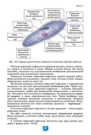 Тема 2
37
Передротова
западина
До неї надходить
їжа
їжа
Цитоплазма
Внутрішнє
середовище
клітини
Війки
Забезпечують
ь
рух
Мале
е ядро
(генер
ративне)
Зберігає
є спадкову
інфо
ормацію
Велике ядро
(вегетативне)
Регулює процеси
Регулює процеси
життєдіяльності
Клітинний рот
У його ділянці
формуються
травні вакуолі
Травні вакуолі
Т
У них
ретравлюється
пер
їжа
Скоротливі
вакуолі
Видаляють
надлишок води
Порошиця
Видаляє
неперетравлені
рештки
Мал. 10.2. Будова одноклітинних евкаріотів на прикладі інфузорії-туфельки
Êëіòèíà іíôóçîðії-òóôåëüêè çà ôîðìîþ íàãàäóє æіíî÷ó òóôåëü-
êó, çâіäêè é ïîõîäèòü її íàçâà. Ôîðìà êëіòèíè áіëüø àáî ìåíø
ïîñòіéíà, îñêіëüêè ïіä ïëàçìàòè÷íîþ ìåìáðàíîþ ðîçòàøîâàíèé
çîâíіøíіé øàð óùіëüíåíîї öèòîïëàçìè.
Ïîâåðõíÿ êëіòèíè іíôóçîðії-òóôåëüêè âêðèòà ðÿäàìè âіéîê.
Âîíè ðóõàþòüñÿ óçãîäæåíî, çàâäÿêè ÷îìó êëіòèíà ïëèâå âïåðåä,
îáåðòàþ÷èñü íàâêîëî ñâîєї îñі.
Íà áі÷íіé ïîâåðõíі êëіòèíè іíôóçîðії-òóôåëüêè є ïåðåäðîòîâà
çàïàäèíà, íà äíі ÿêîї ðîçòàøîâàíèé êëіòèííèé ðîò. ×åðåç íüî-
ãî ÷àñòèíêè їæі (äëÿ іíôóçîðії-òóôåëüêè – êëіòèíè áàêòåðіé,
îäíîêëіòèííèõ ãðèáіâ àáî âîäîðîñòåé) ïîòðàïëÿþòü ó öèòîïëàç-
ìó. ×àñòèíêè їæі îòî÷óþòüñÿ ìåìáðàíîþ, òàê ôîðìóþòüñÿ òðàâ-
íі âàêóîëі, â ÿêèõ ïåðåòðàâëþєòüñÿ їæà. ×åðåç ìåìáðàíó öèõ
îðãàíåë ïîæèâíі ðå÷îâèíè íàäõîäÿòü ó öèòîïëàçìó. Çàâäÿêè
ðóõó öèòîïëàçìè òðàâíі âàêóîëі ïåðåìіùóþòüñÿ êëіòèíîþ. Íåïå-
ðåòðàâëåíі ðåøòêè їæі ÷åðåç îñîáëèâó îðãàíåëó – ïîðîøèöþ –
âèâîäÿòüñÿ íàçîâíі.
Ó êëіòèíі іíôóçîðії-òóôåëüêè є é іíøі îðãàíåëè – ìіòîõîíäðії,
ðèáîñîìè òîùî.
Íà îáîõ ïîëþñàõ êëіòèíè ðîçòàøîâàíі ñêîðîòëèâі âàêóîëі.
Âîíè âèâîäÿòü ç êëіòèíè çàéâó âîäó, ðåãóëþþ÷è òèñê óñåðåäèíі
êëіòèíè.
Ó êëіòèíі іíôóçîðії-òóôåëüêè ìіñòèòüñÿ äâà ÿäðà ðіçíèõ ðîç-
ìіðіâ і ôîðìè (ìàë. 10.2).
 