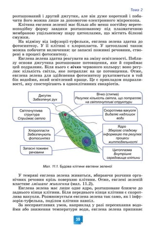 Тема 2
39
ðîçòàøîâàíèé і äðóãèé äæãóòèê, àëå âіí äóæå êîðîòêèé і ïîáà-
÷èòè éîãî ìîæíà ëèøå çà äîïîìîãîþ åëåêòðîííîãî ìіêðîñêîïà.
Êëіòèíà åâãëåíè çåëåíîї ìàє áіëüø àáî ìåíø ïîñòіéíó âåðåòå-
íîïîäіáíó ôîðìó çàâäÿêè ðîçòàøîâàíîìó ïіä ïëàçìàòè÷íîþ
ìåìáðàíîþ óùіëüíåíîìó øàðó öèòîïëàçìè, ùî ìіñòèòü áіëêîâі
ñìóæêè.
Íà âіäìіíó âіä іíôóçîðії-òóôåëüêè, åâãëåíà çåëåíà çäàòíà äî
ôîòîñèíòåçó. Ó її êëіòèíі є õëîðîïëàñòè. Ó öèòîïëàçìі òàêîæ
ìîæíà ïîáà÷èòè âêëþ÷åííÿ: öå çàïàñíі ïîæèâíі ðå÷îâèíè, ñòâî-
ðåíі â ïðîöåñі ôîòîñèíòåçó.
Åâãëåíà çåëåíà çäàòíà ðåàãóâàòè íà çìіíó îñâіòëåíîñòі. Ïîáëè-
çó îñíîâè äæãóòèêà ðîçòàøîâàíå ïîòîâùåííÿ, ÿêå é ñïðèéìàє
öåé ïîäðàçíèê. Áіëÿ íüîãî є âі÷êî ÷åðâîíîãî êîëüîðó: âîíî ðåãó-
ëþє êіëüêіñòü ñâіòëà, ÿêå ïîòðàïëÿє íà öå ïîòîâùåííÿ. Îòæå,
åâãëåíà çåëåíà äëÿ çäіéñíåííÿ ôîòîñèíòåçó ðóõàòèìåòüñÿ â òîé
áіê âîäîéìè, ÿêèé îñâіòëåíèé êðàùå. Öå є ïðèêëàäîì ïîäðàçëè-
âîñòі, ÿêó ñïîñòåðіãàþòü â îäíîêëіòèííèõ åâêàðіîòіâ.
Цитоплазма
Внутрішнє
середовище клітини
Ядро
Зберігає спадкову
інформацію та регулює
процеси
життєдіяльності
Скоротлива вакуоля
Видаляє надлишок
води
Хлоропласти
Забезпечують
фотосинтез
Джгутик
Забезпечує рух
Запасні поживні
речовини
Вічко (стигма)
Регулює кількість світла, що потрапляє
на світлочутливі структури
Світлочутлива
структура
Сприймає світло
Мал. 11.1. Будова клітини евглени зеленої
Ó òåìðÿâі åâãëåíà çåëåíà æèâèòüñÿ, âáèðàþ÷è ðîç÷èíè îðãà-
íі÷íèõ ðå÷îâèí êðіçü ïîâåðõíþ êëіòèíè. Îòæå, åâãëåíі çåëåíіé
âëàñòèâå çìіøàíå æèâëåííÿ (ìàë. 11.2).
Åâãëåíà çåëåíà ìàє ëèøå îäíå ÿäðî, ðîçòàøîâàíå áëèæ÷å äî
çàäíüîãî êіíöÿ êëіòèíè. Áіëÿ ïåðåäíüîãî êіíöÿ êëіòèíè є ñêîðîò-
ëèâà âàêóîëÿ. Ðîçìíîæóєòüñÿ åâãëåíà çåëåíà òàê ñàìî, ÿê і іíôó-
çîðіÿ-òóôåëüêà, ïîäіëîì êëіòèíè íàâïіë.
Çà íåñïðèÿòëèâèõ óìîâ, íàïðèêëàä ó ðàçі ïåðåñèõàííÿ âîäî-
éìè àáî çíèæåííÿ òåìïåðàòóðè âîäè, åâãëåíà çåëåíà ïðèïèíÿє
 