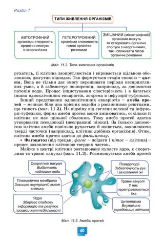 Розділ 1
40
ТИПИ ЖИВЛЕННЯ ОРГАНІЗМІВ
ЗМІШАНИЙ (міксотрофний)
організми можуть
як створювати органічні
сполуки з неорганічних,
так і споживати готові
органічні речовини
ГЕТЕРОТРОФНИЙ
організми споживають
готові органічні
речовини
АВТОТРОФНИЙ
організми створюють
органічні сполуки
з неорганічних
Мал. 11.2. Типи живлення організмів
ðóõàòèñü, її êëіòèíà çàîêðóãëþєòüñÿ і âêðèâàєòüñÿ ùіëüíîþ îáî-
ëîíêîþ, äæãóòèê âіäïàäàє. Òàê ôîðìóєòüñÿ ñòàäіÿ ñïîêîþ – öèñ-
òà. Âîíà íå òіëüêè äàє çìîãó ïåðåæèâàòè ïåðіîäè íåñïðèÿòëè-
âèõ óìîâ, à é çàáåçïå÷óє ïîøèðåííÿ, íàïðèêëàä, çà äîïîìîãîþ
ïîòîêіâ âîäè. Ïðîöåñ іíöèñòóâàííÿ ñïîñòåðіãàþòü і â áàãàòüîõ
іíøèõ îäíîêëіòèííèõ åâêàðіîòіâ, çîêðåìà â іíôóçîðії-òóôåëüêè.
Іíøèé ïðåäñòàâíèê îäíîêëіòèííèõ åâêàðіîòіâ – àìåáà ïðî-
òåé – ìåøêàє áіëÿ äíà ïðіñíèõ âîäîéì ç ðîñëèííèìè ðåøòêàìè,
ùî ãíèþòü (ìàë. 11.3). Íà âіäìіíó âіä åâãëåíè çåëåíîї òà іíôóçî-
ðії-òóôåëüêè, ôîðìà àìåáè ïðîòåÿ ìîæå çìіíþâàòèñü, îñêіëüêè її
êëіòèíà íå ìàє ùіëüíîї îáîëîíêè. Òîìó àìåáà ïðîòåé çäàòíà
óòâîðþâàòè ïñåâäîïîäії (íåñïðàâæíі íіæêè). Çà їõíüîþ äîïîìî-
ãîþ êëіòèíà àìåáè ïîâіëüíî ðóõàєòüñÿ é æèâèòüñÿ, çàõîïëþþ÷è
òâåðäі ÷àñòî÷êè (íàïðèêëàä, êëіòèíè äðіáíèõ îðãàíіçìіâ). Îòæå,
êëіòèíà àìåáè ïðîòåÿ çäàòíà äî ôàãîöèòîçó.
 Ôàãîöèòîç (âіä ãðåöüê. ôàãîñ – ïîїäàòè і êіòîñ – êëіòèíà) –
ïðîöåñ çàõîïëåííÿ êëіòèíîþ òâåðäèõ ÷àñòîê.
Ìàéæå â öåíòðі êëіòèíè ðîçòàøîâàíå êóëÿñòå ÿäðî, є ñêîðîò-
ëèâà òà òðàâíі âàêóîëі (ìàë. 11.3). Ðîçìíîæóєòüñÿ àìåáà ïðîòåé
Скоротливі вакуол
лі
Видаляють
надлишок води
и
Цитоплазма
Ц
Внутрішнє
В
середовище клітини
серед
севдоподії
Пс
езпечують рух
Забе
хоплення їжі
і за
Плазматична мембрана
Захищає внутрішній вміст
т
клітини
Травні вакуолі
Т
У них
ретравлюється
пер
їжа
Ядро
Зберігає спадкову
інформацію та регулює
процеси життєдіяльності
ті
Мал. 11.3. Амеба протей
 