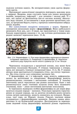 Тема 2
41
ïîäіëîì êëіòèíè íàâïіë. Çà íåñïðèÿòëèâèõ óìîâ çäàòíà ôîðìó-
âàòè öèñòè.
Ïðіñíîâîäíі îäíîêëіòèííі åâêàðіîòè âіäіãðàþòü âàæëèâó ðîëü
ó ïðèðîäі. Çîêðåìà, âîíè ñëóãóþòü їæåþ äëÿ іíøèõ ìåøêàíöіâ
âîäîéì, íàïðèêëàä, іíôóçîðії – äëÿ ëè÷èíîê і ìîëîäі ðèá. Òі ç
íèõ, ÿêі çäàòíі äî ôîòîñèíòåçó (ÿê-îò åâãëåíà çåëåíà), çáàãà÷ó-
þòü âîäó êèñíåì. À ïîãëèíàþ÷è ç âîäè ðîç÷èíè îðãàíі÷íèõ ñïî-
ëóê, öі îðãàíіçìè áåðóòü ó÷àñòü ó ïðîöåñàõ ñàìîî÷èùåííÿ çàáðóä-
íåíèõ âîäîéì.
ßêі îäíîêëіòèííі åâêàðіîòè ìåøêàþòü ó ìîðÿõ. Îäíèìè ç
ïîøèðåíèõ ìåøêàíöіâ ìîðіâ є ôîðàìіíіôåðè. Âîíè çäåáіëüøîãî
ìåøêàþòü áіëÿ äíà, àëå є é âèäè, ùî òðàïëÿþòüñÿ ó òîâùі âîäè.
Їõíüîþ õàðàêòåðíîþ îçíàêîþ є òå, ùî êëіòèíà ðîçòàøîâàíà âñå-
ðåäèíі çàõèñíîї ÷åðåïàøêè (ìàë. 11.4).
Мал. 11.4. Форамініфери. А. Різні види форамініфер відрізняються формою
та будовою черепашок. Б. Псевдоподії (1) форамініфер. В. Черепашки
викопного роду Нумулітес могли сягати в діаметрі до 12 см і більше
×åðåïàøêà ñêëàäàєòüñÿ ç îðãàíі÷íîї îñíîâè, ÿêà ìîæå áóòè
ïðîñî÷åíà ñïîëóêàìè Êàëüöіþ. Ó ñòіíêàõ ÷åðåïàøêè є îòâîðè,
êðіçü ÿêі âèõîäÿòü òîíåíüêі ïñåâäîïîäії (ìàë. 11.4, Á). Ó ïåâíèõ
ìіñöÿõ âîíè çðîñòàþòüñÿ é óòâîðþþòü ñіòêó, ùî îòî÷óє ÷åðåïàø-
êó. Öÿ ñіòêà ñëóãóє äëÿ óëîâëåííÿ ÷àñòèíîê їæі.
Ó ôîðàìіíіôåð, ÿê і â іíôóçîðіé, ÿäðà ìîæóòü äèôåðåíöіþ-
âàòèñü íà âåãåòàòèâíі òà ãåíåðàòèâíі. Ôîðàìіíіôåðè ìîæóòü
ðîçìíîæóâàòèñü ñòàòåâèì і íåñòàòåâèì ñïîñîáàìè. Ó їõíüîìó
æèòòєâîìó öèêëі ÷åðãóþòüñÿ äâà ðіçíèõ ïîêîëіííÿ. Îäíå ç íèõ
ðîçìíîæóєòüñÿ ëèøå ñòàòåâèì øëÿõîì (òîìó éîãî íàçèâàþòü
ñòàòåâèì), іíøå – ëèøå íåñòàòåâèì (íåñòàòåâå ïîêîëіííÿ).
Іç ÷åðåïàøîê âіäìåðëèõ îñîáèí ôîðàìіíіôåð íà äíі ìîðіâ ôîð-
ìóþòüñÿ îñàäîâі ïîðîäè – âàïíÿêè. Óíàñëіäîê ïðîöåñіâ ãîðîóòâî-
ðåííÿ öі îñàäîâі ïîðîäè, ùî çà äåñÿòêè ìіëüéîíіâ ðîêіâ ñÿãàþòü
ñîòåíü ìåòðіâ çàâòîâøêè, ìîæóòü îïèíÿòèñü íà ñóõîäîëі. Íàïðè-
êëàä, òàêі ãîðè, ÿê Ïіðåíåї, Àëüïè, Ãіìàëàї, çíà÷íîþ ìіðîþ
ñêëàäàþòüñÿ ç ôîðàìіíіôåðíèõ âàïíÿêіâ. Ëþäèíà çäàâíà âèêî-
ðèñòîâóє їõ ÿê áóäіâåëüíèé ìàòåðіàë. Äîñëіäæóþ÷è çà ÷åðåïàø-
êàìè âèäîâèé ñêëàä ôîðàìіíіôåð âàïíÿêіâ ðіçíèõ ãîðèçîíòіâ,
А В
Б
1
 