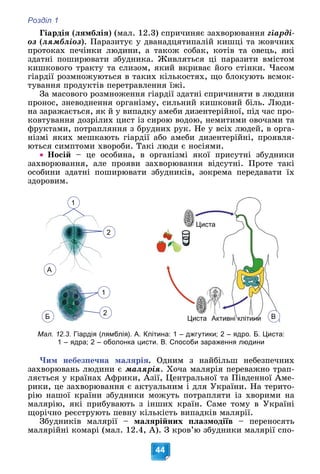 Розділ 1
44
Ãіàðäіÿ (ëÿìáëіÿ) (ìàë. 12.3) ñïðè÷èíÿє çàõâîðþâàííÿ ãіàðäі-
îç (ëÿìáëіîç). Ïàðàçèòóє ó äâàíàäöÿòèïàëіé êèøöі òà æîâ÷íèõ
ïðîòîêàõ ïå÷іíêè ëþäèíè, à òàêîæ ñîáàê, êîòіâ òà îâåöü, ÿêі
çäàòíі ïîøèðþâàòè çáóäíèêà. Æèâëÿòüñÿ öі ïàðàçèòè âìіñòîì
êèøêîâîãî òðàêòó òà ñëèçîì, ÿêèé âêðèâàє éîãî ñòіíêè. ×àñîì
ãіàðäії ðîçìíîæóþòüñÿ â òàêèõ êіëüêîñòÿõ, ùî áëîêóþòü âñìîê-
òóâàííÿ ïðîäóêòіâ ïåðåòðàâëåííÿ їæі.
Çà ìàñîâîãî ðîçìíîæåííÿ ãіàðäії çäàòíі ñïðè÷èíÿòè â ëþäèíè
ïðîíîñ, çíåâîäíåííÿ îðãàíіçìó, ñèëüíèé êèøêîâèé áіëü. Ëþäè-
íà çàðàæàєòüñÿ, ÿê é ó âèïàäêó àìåáè äèçåíòåðіéíîї, ïіä ÷àñ ïðî-
êîâòóâàííÿ äîçðіëèõ öèñò іç ñèðîþ âîäîþ, íåìèòèìè îâî÷àìè òà
ôðóêòàìè, ïîòðàïëÿííÿ ç áðóäíèõ ðóê. Íå ó âñіõ ëþäåé, â îðãà-
íіçìі ÿêèõ ìåøêàþòü ãіàðäії àáî àìåáè äèçåíòåðіéíі, ïðîÿâëÿ-
þòüñÿ ñèìïòîìè õâîðîáè. Òàêі ëþäè є íîñіÿìè.
 Íîñіé – öå îñîáèíà, â îðãàíіçìі ÿêîї ïðèñóòíі çáóäíèêè
çàõâîðþâàííÿ, àëå ïðîÿâè çàõâîðþâàííÿ âіäñóòíі. Ïðîòå òàêі
îñîáèíè çäàòíі ïîøèðþâàòè çáóäíèêіâ, çîêðåìà ïåðåäàâàòè їõ
çäîðîâèì.
1
2
1
2
Циста
Циста Активні клітини
А
Б В
Мал. 12.3. Гіардія (лямблія). А. Клітина: 1 – джгутики; 2 – ядро. Б. Циста:
1 – ядра; 2 – оболонка цисти. В. Способи зараження людини
×èì íåáåçïå÷íà ìàëÿðіÿ. Îäíèì ç íàéáіëüø íåáåçïå÷íèõ
çàõâîðþâàíü ëþäèíè є ìàëÿðіÿ. Õî÷à ìàëÿðіÿ ïåðåâàæíî òðàï-
ëÿєòüñÿ ó êðàїíàõ Àôðèêè, Àçії, Öåíòðàëüíîї òà Ïіâäåííîї Àìå-
ðèêè, öå çàõâîðþâàííÿ є àêòóàëüíèì і äëÿ Óêðàїíè. Íà òåðèòî-
ðіþ íàøîї êðàїíè çáóäíèêè ìîæóòü ïîòðàïëÿòè іç õâîðèìè íà
ìàëÿðіþ, ÿêі ïðèáóâàþòü ç іíøèõ êðàїí. Ñàìå òîìó â Óêðàїíі
ùîðі÷íî ðåєñòðóþòü ïåâíó êіëüêіñòü âèïàäêіâ ìàëÿðії.
Çáóäíèêіâ ìàëÿðії – ìàëÿðіéíèõ ïëàçìîäіїâ – ïåðåíîñÿòü
ìàëÿðіéíі êîìàðі (ìàë. 12.4, À). Ç êðîâ’þ çáóäíèêè ìàëÿðії ñïî-
 