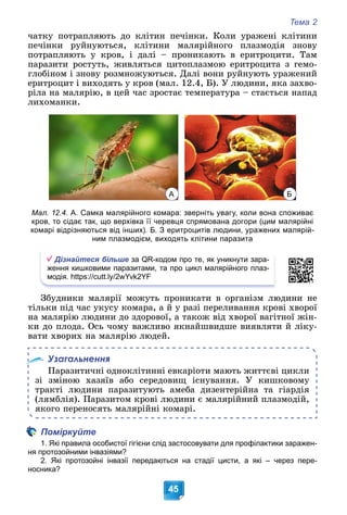 Тема 2
45
÷àòêó ïîòðàïëÿþòü äî êëіòèí ïå÷іíêè. Êîëè óðàæåíі êëіòèíè
ïå÷іíêè ðóéíóþòüñÿ, êëіòèíè ìàëÿðіéíîãî ïëàçìîäіÿ çíîâó
ïîòðàïëÿþòü ó êðîâ, і äàëі – ïðîíèêàþòü â åðèòðîöèòè. Òàì
ïàðàçèòè ðîñòóòü, æèâëÿòüñÿ öèòîïëàçìîþ åðèòðîöèòà ç ãåìî-
ãëîáіíîì і çíîâó ðîçìíîæóþòüñÿ. Äàëі âîíè ðóéíóþòü óðàæåíèé
åðèòðîöèò і âèõîäÿòü ó êðîâ (ìàë. 12.4, Á). Ó ëþäèíè, ÿêà çàõâî-
ðіëà íà ìàëÿðіþ, â öåé ÷àñ çðîñòàє òåìïåðàòóðà – ñòàєòüñÿ íàïàä
ëèõîìàíêè.
Мал. 12.4. А. Самка малярійного комара: зверніть увагу, коли вона споживає
кров, то сідає так, що верхівка її черевця спрямована догори (цим малярійні
комарі відрізняються від інших). Б. З еритроцитів людини, уражених малярій-
ним плазмодієм, виходять клітини паразита
Дізнайтеся більше за QR-кодом про те, як уникнути зара-
ження кишковими паразитами, та про цикл малярійного плаз-
модія. https://cutt.ly/2wYvk2YF
Çáóäíèêè ìàëÿðії ìîæóòü ïðîíèêàòè â îðãàíіçì ëþäèíè íå
òіëüêè ïіä ÷àñ óêóñó êîìàðà, à é ó ðàçі ïåðåëèâàííÿ êðîâі õâîðîї
íà ìàëÿðіþ ëþäèíè äî çäîðîâîї, à òàêîæ âіä õâîðîї âàãіòíîї æіí-
êè äî ïëîäà. Îñü ÷îìó âàæëèâî ÿêíàéøâèäøå âèÿâëÿòè é ëіêó-
âàòè õâîðèõ íà ìàëÿðіþ ëþäåé.
Узагальнення
Ïàðàçèòè÷íі îäíîêëіòèííі åâêàðіîòè ìàþòü æèòòєâі öèêëè
çі çìіíîþ õàçÿїâ àáî ñåðåäîâèù іñíóâàííÿ. Ó êèøêîâîìó
òðàêòі ëþäèíè ïàðàçèòóþòü àìåáà äèçåíòåðіéíà òà ãіàðäіÿ
(ëÿìáëіÿ). Ïàðàçèòîì êðîâі ëþäèíè є ìàëÿðіéíèé ïëàçìîäіé,
ÿêîãî ïåðåíîñÿòü ìàëÿðіéíі êîìàðі.
Поміркуйте
1. Які правила особистої гігієни слід застосовувати для профілактики заражен-
ня протозойними інвазіями?
2. Які протозойні інвазії передаються на стадії цисти, а які – через пере-
носника?
А Б
 