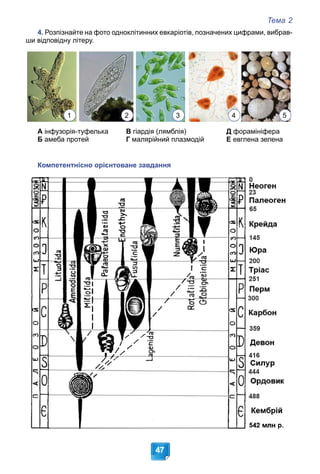 Тема 2
47
4. Розпізнайте на фото одноклітинних евкаріотів, позначених цифрами, вибрав-
ши відповідну літеру.
А інфузорія-туфелька В гіардія (лямблія) Д форамініфера
Б амеба протей Г малярійний плазмодій Е евглена зелена
Компетентнісно орієнтоване завдання
1 2 3 4 5
 