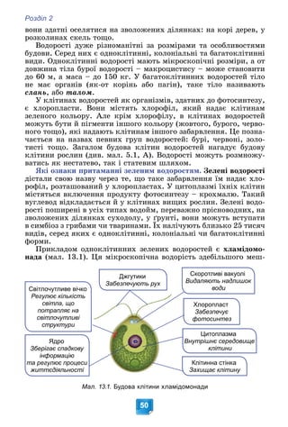 Розділ 2
50
âîíè çäàòíі îñåëÿòèñÿ íà çâîëîæåíèõ äіëÿíêàõ: íà êîðі äåðåâ, ó
ðîçêîëèíàõ ñêåëü òîùî.
Âîäîðîñòі äóæå ðіçíîìàíіòíі çà ðîçìіðàìè òà îñîáëèâîñòÿìè
áóäîâè. Ñåðåä íèõ є îäíîêëіòèííі, êîëîíіàëüíі òà áàãàòîêëіòèííі
âèäè. Îäíîêëіòèííі âîäîðîñòі ìàþòü ìіêðîñêîïі÷íі ðîçìіðè, à îò
äîâæèíà òіëà áóðîї âîäîðîñòі – ìàêðîöèñòèñó – ìîæå ñòàíîâèòè
äî 60 ì, à ìàñà – äî 150 êã. Ó áàãàòîêëіòèííèõ âîäîðîñòåé òіëî
íå ìàє îðãàíіâ (ÿê-îò êîðіíü àáî ïàãіí), òàêå òіëî íàçèâàþòü
ñëàíü, àáî òàëîì.
Ó êëіòèíàõ âîäîðîñòåé ÿê îðãàíіçìіâ, çäàòíèõ äî ôîòîñèíòåçó,
є õëîðîïëàñòè. Âîíè ìіñòÿòü õëîðîôіë, ÿêèé íàäàє êëіòèíàì
çåëåíîãî êîëüîðó. Àëå êðіì õëîðîôіëó, â êëіòèíàõ âîäîðîñòåé
ìîæóòü áóòè é ïіãìåíòè іíøîãî êîëüîðó (æîâòîãî, áóðîãî, ÷åðâî-
íîãî òîùî), ÿêі íàäàþòü êëіòèíàì іíøîãî çàáàðâëåííÿ. Öå ïîçíà-
÷àєòüñÿ íà íàçâàõ ïåâíèõ ãðóï âîäîðîñòåé: áóðі, ÷åðâîíі, çîëî-
òèñòі òîùî. Çàãàëîì áóäîâà êëіòèí âîäîðîñòåé íàãàäóє áóäîâó
êëіòèíè ðîñëèí (äèâ. ìàë. 5.1, À). Âîäîðîñòі ìîæóòü ðîçìíîæó-
âàòèñü ÿê íåñòàòåâî, òàê і ñòàòåâèì øëÿõîì.
ßêі îçíàêè ïðèòàìàííі çåëåíèì âîäîðîñòÿì. Çåëåíі âîäîðîñòі
äіñòàëè ñâîþ íàçâó ÷åðåç òå, ùî òàêå çàáàðâëåííÿ їì íàäàє õëî-
ðîôіë, ðîçòàøîâàíèé ó õëîðîïëàñòàõ. Ó öèòîïëàçìі їõíіõ êëіòèí
ìіñòÿòüñÿ âêëþ÷åííÿ ïðîäóêòó ôîòîñèíòåçó – êðîõìàëþ. Òàêèé
âóãëåâîä âіäêëàäàєòüñÿ é ó êëіòèíàõ âèùèõ ðîñëèí. Çåëåíі âîäî-
ðîñòі ïîøèðåíі â óñіõ òèïàõ âîäîéì, ïåðåâàæíî ïðіñíîâîäíèõ, íà
çâîëîæåíèõ äіëÿíêàõ ñóõîäîëó, ó ґðóíòі, âîíè ìîæóòü âñòóïàòè
â ñèìáіîç ç ãðèáàìè ÷è òâàðèíàìè. Їõ íàëі÷óþòü áëèçüêî 25 òèñÿ÷
âèäіâ, ñåðåä ÿêèõ є îäíîêëіòèííі, êîëîíіàëüíі ÷è áàãàòîêëіòèííі
ôîðìè.
Ïðèêëàäîì îäíîêëіòèííèõ çåëåíèõ âîäîðîñòåé є õëàìіäîìî-
íàäà (ìàë. 13.1). Öÿ ìіêðîñêîïі÷íà âîäîðіñòü çäåáіëüøîãî ìåø-
Цитоплазма
Внутрішнє середовище
клітини
Клітинна стінка
Захищає клітину
Ядро
Зберігає спадкову
інформацію
та регулює процеси
життєдіяльності
Джгутики
Забезпечують рух
Світлочутливе вічко
Регулює кількість
світла, що
потрапляє на
світлочутливі
структури
Хлоропласт
Забезпечує
фотосинтез
Скоротливі вакуолі
Видаляють надлишок
води
Мал. 13.1. Будова клітини хламідомонади
 