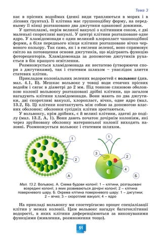 Тема 3
51
êàє â ïðіñíèõ âîäîéìàõ (äåÿêі âèäè òðàïëÿþòüñÿ â ìîðÿõ і â
ëіñîâèõ ґðóíòàõ). Її êëіòèíà ìàє ãðóøîïîäіáíó ôîðìó, íà ïåðåä-
(
íüîìó її êіíöі ðîçòàøîâàíî äâà äæãóòèêè îäíàêîâîї äîâæèíè.
Ó öèòîïëàçìі, îêðіì âåëèêîї âàêóîëі ç êëіòèííèì ñîêîì, є äâі
ìàëåíüêі ñêîðîòëèâі âàêóîëі. Ó öåíòðі êëіòèíè ðîçòàøîâàíå îäíå
ÿäðî. Ó õëàìіäîìîíàäè є îäèí âåëèêèé õëîðîïëàñò ÷àøîïîäіáíîї
ôîðìè, à áіëÿ ïåðåäíüîãî êіíöÿ êëіòèíè ðîçòàøîâàíå âі÷êî ÷åð-
âîíîãî êîëüîðó. Òàê ñàìî, ÿê і â åâãëåíè çåëåíîї, âîíî ñïðÿìîâóє
ñâіòëî íà ïîòîâùåííÿ îñíîâè äæãóòèêіâ, ùî âіäіãðàþòü ôóíêöіþ
ôîòîðåöåïòîðіâ. Õëàìіäîìîíàäà çà äîïîìîãîþ äæãóòèêіâ ðóõà-
єòüñÿ â áіê êðàùîãî îñâіòëåííÿ.
Ðîçìíîæóєòüñÿ õëàìіäîìîíàäà ÿê íåñòàòåâî (óòâîðþþ÷è ñïî-
ðè ç äæãóòèêàìè), òàê і ñòàòåâèì øëÿõîì – óíàñëіäîê çëèòòÿ
ñòàòåâèõ êëіòèí.
Ïðèêëàäîì êîëîíіàëüíèõ çåëåíèõ âîäîðîñòåé є âîëüâîêñ (äèâ.
ìàë. 4.1, Á). Ìåøêàє âîëüâîêñ ó òîâùі âîäè ñòîÿ÷èõ ïðіñíèõ
âîäîéì і ñÿãàє â äіàìåòðі äî 2 ìì. Ïіä òîíêîþ ñëèçîâîþ îáîëîí-
êîþ êîëîíії âîëüâîêñó ðîçòàøîâàíі äðіáíі êëіòèíè, ùî çàãàëîì
íàãàäóþòü êëіòèíè õëàìіäîìîíàäè. Âîíè ìàþòü ïî äâà äæãóòè-
êè, äâі ñêîðîòëèâі âàêóîëі, õëîðîïëàñò, âі÷êî, îäíå ÿäðî (ìàë.
13.2, Á). Öі êëіòèíè êîíòàêòóþòü ìіæ ñîáîþ çà äîïîìîãîþ âëàñ-
íèõ îáîëîíîê: îáîëîíêè ñóñіäíіõ êëіòèí çðîñòàþòüñÿ.
Ó âîëüâîêñó, êðіì äðіáíèõ, є é âåëèêі êëіòèíè, çäàòíі äî ïîäі-
ëó (ìàë. 13.2, À, 1). Âîíè äàþòü ïî÷àòîê äî÷іðíіì êîëîíіÿì, ÿêі
÷åðåç çðóéíîâàíó îáîëîíêó ìàòåðèíñüêîї êîëîíії âèõîäÿòü íà-
çîâíі. Ðîçìíîæóєòüñÿ âîëüâîêñ і ñòàòåâèì øëÿõîì.
2
А
1
3
2
4
1
Б
Мал. 13.2. Вольвокс. А. Схема будови колонії: 1 – клітини, розташовані
всередині колонії, з яких розвиваються дочірні колонії; 2 – клітина
поверхневого шару. Б. Окрема клітина поверхневого шару: 1 – джгутики;
2 – вічко; 3 – скоротливі вакуолі; 4 – ядро
Íà ïðèêëàäі âîëüâîêñó ìè ñïîñòåðіãàєìî ïðîöåñ ñïåöіàëіçàöії
êëіòèí ó ìåæàõ êîëîíії. Öèì âîëüâîêñ íàãàäóє áàãàòîêëіòèííі
âîäîðîñòі, â ÿêèõ êëіòèíè äèôåðåíöіþþòüñÿ çà âèêîíóâàíèìè
ôóíêöіÿìè (æèâëåííÿ, ðîçìíîæåííÿ òîùî).
 