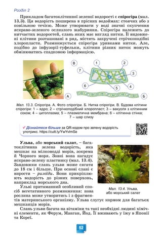 Розділ 2
52
Ïðèêëàäîì áàãàòîêëіòèííîї çåëåíîї âîäîðîñòі є ñïіðîãіðà (ìàë.
13.3). Öÿ âîäîðіñòü ïîøèðåíà â ïðіñíèõ âîäîéìàõ: ñòîÿ÷èõ àáî ç
ïîâіëüíîþ òå÷ієþ. Ìîæå óòâîðþâàòè ó âîäі çíà÷íі ñêóï÷åííÿ
ÿñêðàâî-çåëåíîãî îñëèçëîãî æàáóðèííÿ. Ñïіðîãіðà íàëåæèòü äî
íèò÷àñòèõ âîäîðîñòåé, ñëàíü ÿêèõ ìàє âèãëÿä íèòêè. Її âèäîâæå-
íі êëіòèíè ðîçòàøîâàíі â ðÿä, ìіñòÿòü çàêðó÷åíі ñòðі÷êîïîäіáíі
õëîðîïëàñòè. Ðîçìíîæóєòüñÿ ñïіðîãіðà óðèâêàìè íèòêè. Àëå,
ïîäіáíî äî іíôóçîðії-òóôåëüêè, êëіòèíè ðіçíèõ íèòîê ìîæóòü
îáìіíþâàòèñü ñïàäêîâîþ іíôîðìàöієþ.
1
4
2
5
7
3
6
В
Мал. 13.3. Спірогіра. А. Фото спірогіри. Б. Нитка спірогіри. В. Будова клітини
спірогіри: 1 – ядро; 2 – стрічкоподібний хлоропласт; 3 – вакуоля з клітинним
соком; 4 – цитоплазма; 5 – плазматична мембрана; 6 – клітинна стінка;
7 – шар слизу
Дізнайтеся більше за QR-кодом про зелену водорість
улотрикс. https://cutt.ly/YwYvlmSe
Óëüâà, àáî ìîðñüêèé ñàëàò, – áàãà-
òîêëіòèííà çåëåíà âîäîðіñòü, ÿêà
ìåøêàє íà ìіëêîâîääі ìîðіâ, çîêðåìà
é ×îðíîãî ìîðÿ. Çîâíі âîíà íàãàäóє
ÿñêðàâî-çåëåíó ïëàñòèíêó (ìàë. 13.4).
Çàâäîâæêè ñëàíü óëüâè ìîæå ñÿãàòè
äî 18 ñì і áіëüøå. Ïðè îñíîâі ñëàíі є
âèðîñòè – ðèçîїäè. Âîíè ïðèêðіïëþ-
þòü âîäîðіñòü äî ðіçíèõ ïîâåðõîíü,
íàïðèêëàä ìîðñüêîãî äíà.
Óëüâі ïðèòàìàííèé îñîáëèâèé ñïî-
ñіá âåãåòàòèâíîãî ðîçìíîæåííÿ: íîâà
ðîñëèíà ìîæå óòâîðèòèñü і ç ôðàãìåí-
òіâ ìàòåðèíñüêîãî îðãàíіçìó. Óëüâà ñëóãóє êîðìîì äëÿ áàãàòüîõ
ìåøêàíöіâ ìîðіâ.
Ñëàíü óëüâè áàãàòà íà âіòàìіíè òà òàêі íåîáõіäíі ëþäèíі õіìі÷-
íі åëåìåíòè, ÿê Ôåðóì, Ìàíãàí, Éîä. Її âæèâàþòü ó їæó â ßïîíії
òà Êîðåї.
Мал. 13.4. Ульва,
або морський салат
А Б
 