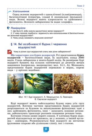 Тема 3
53
Узагальнення
Ñåðåä çåëåíèõ âîäîðîñòåé є îäíîêëіòèííі (õëàìіäîìîíàäà),
áàãàòîêëіòèííі (ñïіðîãіðà, óëüâà) é êîëîíіàëüíі (âîëüâîêñ)
âèäè. Çåëåíі âîäîðîñòі ìàþòü õëîðîïëàñòè òà çäіéñíþþòü
ôîòîñèíòåç. Çåëåíîãî çàáàðâëåííÿ їì íàäàє õëîðîôіë.
Поміркуйте
1. Що було б, якби зникли одноклітинні зелені водорості?
2. У чому полягає подібність і відмінність між колоніальними й багатоклітинни-
ми зеленими водоростями?
3. Чому ульву називають морським салатом?
§ 14. Які особливості бурих і червоних
водоростей
Чому в різних груп водоростей слань має різне забарвлення?
Ùî õàðàêòåðíî äëÿ áóðèõ âîäîðîñòåé. Óñі ïðåäñòàâíèêè áóðèõ
âîäîðîñòåé – áàãàòîêëіòèííі âèäè. Їõ íàëі÷óþòü ïîíàä 2000
ó ó
âèäіâ. Ñëàíü çàáàðâëåíà â æîâòî-áóðèé êîëіð. Çà ðîçìіðàìè áóðі
âîäîðîñòі áóâàþòü âіä êіëüêîõ ñàíòèìåòðіâ äî äåñÿòêіâ ìåòðіâ
çàâäîâæêè (íàïðèêëàä, ìàêðîöèñòèñ; ìàë. 14.1, À). Ìåøêàþòü
ïðåäñòàâíèêè áóðèõ âîäîðîñòåé ïåðåâàæíî â ìîðÿõ, îêðåìі
âèäè – ó ïðіñíèõ âîäîéìàõ.
Мал. 14.1. Бурі водорості. А. Макроцистис. Б. Ламінарія.
В. Саргасові водорості
Áóðі âîäîðîñòі ìàþòü íàéñêëàäíіøó áóäîâó ñåðåä óñіõ ãðóï
âîäîðîñòåé. Êëіòèíè ÷àñòèíè ïðåäñòàâíèêіâ áóðèõ âîäîðîñòåé
ðîçðіçíÿþòüñÿ çà áóäîâîþ òà âèêîíóâàíèìè ôóíêöіÿìè: îäíі ç
íèõ çäіéñíþþòü ôîòîñèíòåç, іíøі – çàïàñàþòü ïîæèâíі ðå÷îâè-
íè, çàáåçïå÷óþòü òðàíñïîðò ðîç÷èíіâ ïîæèâíèõ ðå÷îâèí òîùî.
Êëіòèííі ñòіíêè ççîâíі âêðèòі ñëèçîì. Ó êëіòèíàõ áóðèõ âîäî-
ðîñòåé âіäêëàäàєòüñÿ íå êðîõìàëü, ÿê ó çåëåíèõ, à іíøèé âóãëå-
âîä – ëàìіíàðèí. Ðîçìíîæóþòüñÿ áóðі âîäîðîñòі ÿê íåñòàòåâî
(ðóõîìèìè ñïîðàìè àáî äіëÿíêàìè ñëàíі), òàê і ñòàòåâî.
А В
Б
 