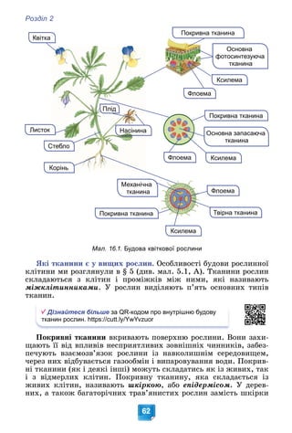 Розділ 2
62
Ксилема
Твірна тканина
Основна
фотосинтезуюча
тканина
Покривна тканина
Покривн
Механічна
тканина
Квітка
Основна запасаюча
тканина
Флоема
С
Стебло
Листок
К
Корінь
Покривна тканина
Флоема Ксилема
Флоема
Покривна тканина
Ксилема
Плід
Насінина
Мал. 16.1. Будова квіткової рослини
ßêі òêàíèíè є ó âèùèõ ðîñëèí. Îñîáëèâîñòі áóäîâè ðîñëèííîї
êëіòèíè ìè ðîçãëÿíóëè â § 5 (äèâ. ìàë. 5.1, À). Òêàíèíè ðîñëèí
ñêëàäàþòüñÿ ç êëіòèí і ïðîìіæêіâ ìіæ íèìè, ÿêі íàçèâàþòü
ìіæêëіòèííèêàìè. Ó ðîñëèí âèäіëÿþòü ï’ÿòü îñíîâíèõ òèïіâ
òêàíèí.
Дізнайтеся більше за QR-кодом про внутрішню будову
тканин рослин. https://cutt.ly/YwYvzuor
Ïîêðèâíі òêàíèíè âêðèâàþòü ïîâåðõíþ ðîñëèíè. Âîíè çàõè-
ùàþòü її âіä âïëèâіâ íåñïðèÿòëèâèõ çîâíіøíіõ ÷èííèêіâ, çàáåç-
ïå÷óþòü âçàєìîçâ’ÿçîê ðîñëèíè іç íàâêîëèøíіì ñåðåäîâèùåì,
÷åðåç íèõ âіäáóâàєòüñÿ ãàçîîáìіí і âèïàðîâóâàííÿ âîäè. Ïîêðèâ-
íі òêàíèíè (ÿê і äåÿêі іíøі) ìîæóòü ñêëàäàòèñü ÿê іç æèâèõ, òàê
і ç âіäìåðëèõ êëіòèí. Ïîêðèâíó òêàíèíó, ÿêà ñêëàäàєòüñÿ іç
æèâèõ êëіòèí, íàçèâàþòü øêіðêîþ, àáî åïіäåðìіñîì. Ó äåðåâ-
íèõ, à òàêîæ áàãàòîðі÷íèõ òðàâ’ÿíèñòèõ ðîñëèí çàìіñòü øêіðêè
 