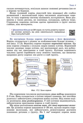 Тема 4
65
ñèëüíî ïîòîâùóєòüñÿ, îñêіëüêè çàïàñàє ïîæèâíі ðå÷îâèíè (ÿê-îò
ó ìîðêâè ÷è áóðÿêà).
ßêùî ãîëîâíèé êîðіíü âіäñóòíіé (âіí âіäìèðàє) àáî ñëàáêî
ðîçâèíåíèé і ìàëîïîìіòíèé ñåðåä ÷èñëåííèõ äîäàòêîâèõ êîðå-
íіâ, òî òàêó êîðåíåâó ñèñòåìó íàçèâàþòü ìè÷êóâàòîþ. Âîíà ðîç-
âèíåíà ó òàêèõ ðîñëèí, ÿê ïøåíèöÿ, êóêóðóäçà, öèáóëÿ òîùî.
Ñòðèæíåâà êîðåíåâà ñèñòåìà çäàòíà ïðîíèêàòè â ґðóíò çíà÷íî
ãëèáøå, íіæ ìè÷êóâàòà.
Дізнайтеся більше за QR-кодом, як ступінь розвитку корене-
вої системи залежить від умов навколишнього середовища.
https://cutt.ly/ZwYvzbt5
ßê âíóòðіøíÿ áóäîâà êîðåíÿ ïîâ’ÿçàíà ç éîãî ôóíêöіÿìè.
Êîðіíü ñêëàäàєòüñÿ ç ðіçíèõ çà îñîáëèâîñòÿìè áóäîâè äіëÿíîê –
çîí (ìàë. 17.2). Âåðõіâêó êîðåíÿ âêðèâàє êîðåíåâèé ÷îõëèê. Öÿ
çîíà êîðåíÿ óòâîðåíà ç êіëüêîõ øàðіâ æèâèõ êëіòèí. Êîðåíåâèé
÷îõëèê çàõèùàє øàðè êëіòèí, ÿêі ðîçòàøîâàíі äàëі, âіä ðóéíó-
âàííÿ ïіä ÷àñ ïðîñóâàííÿ â ãëèá ґðóíòó. Êëіòèíè êîðåíåâîãî
÷îõëèêà çäàòíі ñïðèéìàòè ñèëó çåìíîãî òÿæіííÿ, ùî âèçíà÷àє
íàïðÿìîê ðîñòó êîðåíÿ: âіí ðîñòå â ãëèá ґðóíòó.
Всисна зона
Провідна зона
Кореневий
чохлик
Кореневі
волоски
Зона
розтягування
Провідні
тканини
Зона поділу
Мал. 17.2. Зони кореня
Ïіä êîðåíåâèì ÷îõëèêîì ðîçòàøîâàíà çîíà ïîäіëó çàâäîâæêè
2–3 ìì. Âîíà ñêëàäàєòüñÿ ç êëіòèí òâіðíîї òêàíèíè, ÿêі ïîñòіéíî
äіëÿòüñÿ і çàáåçïå÷óþòü óòâîðåííÿ íîâèõ êëіòèí. Íàä çîíîþ ïîäі-
ëó ðîçìіùåíà çîíà ðîçòÿãóâàííÿ. Ó íіé êëіòèíè âèäîâæóþòüñÿ,
çàáåçïå÷óþ÷è ïðîñóâàííÿ êîðåíÿ â ãëèá ґðóíòó.
Ùå âèùå ðîçòàøîâàíà âñèñíà çîíà, àáî çîíà êîðåíåâèõ âîëîñ-
êіâ. Öå äіëÿíêà êîðåíÿ çàâäîâæêè 5–20 ìì, ùіëüíî âêðèòà êîðå-
íåâèìè âîëîñêàìè, ÿêі çàáåçïå÷óþòü âñìîêòóâàííÿ ðîç÷èíіâ
ïîæèâíèõ ðå÷îâèí ç ґðóíòó. Íà 1 ìì2
ïîâåðõíі êîðåíÿ ìîæå
 