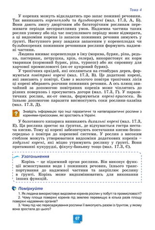 Тема 4
67
Ó êîðåíÿõ ìîæóòü âіäêëàäàòèñü ïðî çàïàñ ïîæèâíі ðå÷îâèíè.
Òàê âèíèêàþòü êîðåíåïëîäè òà áóëüáîêîðåíі (ìàë. 17.3, À, Á).
Âîíè äàþòü çìîãó äâîðі÷íèì àáî áàãàòîðі÷íèì ðîñëèíàì ïåðå-
æèâàòè ïåðіîäè íåñïðèÿòëèâèõ óìîâ. Íàäçåìíà ÷àñòèíà òàêèõ
ðîñëèí óçèìêó àáî ïіä ÷àñ ïîñóøëèâîãî ïåðіîäó ìîæå âіäìèðàòè,
à öі âèäîçìіíè êîðåíÿ іç çàïàñîì ïîæèâíèõ ðå÷îâèí çèìóþòü ó
ґðóíòі. Íàñòóïíîãî ðîêó çàâäÿêè çàïàñåíèì ó êîðåíåïëîäàõ ÷è
áóëüáîêîðåíÿõ ïîæèâíèì ðå÷îâèíàì ðîñëèíè ôîðìóþòü íàäçåì-
íі ÷àñòèíè.
Ëþäèíà âæèâàє êîðåíåïëîäè â їæó (ìîðêâà, áóðÿê, ðіïà, ðåäü-
êà, ïàñòåðíàê, ïåòðóøêà, õðіí, ñåëåðà), âèêîðèñòîâóє ÿê êîðì
òâàðèíàì (êîðìîâèé áóðÿê, ðіïà, òóðíåïñ) àáî ÿê ñèðîâèíó äëÿ
õàð÷îâîї ïðîìèñëîâîñòі (ÿê-îò öóêðîâèé áóðÿê).
Ó òðîïі÷íèõ îðõіäåé, ÿêі îñåëÿþòüñÿ íà ñòîâáóðàõ äåðåâ, ôîð-
ìóþòüñÿ ïîâіòðÿíі êîðåíі (ìàë. 17.3, Â). Öå äîäàòêîâі êîðåíі,
ÿêі çâèñàþòü ó ïîâіòðі. Ñàìå ç âîëîãîãî ïîâіòðÿ òðîïі÷íèõ ëіñіâ
öі êîðåíі âáèðàþòü ðîç÷èíè ïîæèâíèõ ðå÷îâèí. À îñü ïëþù çâè-
÷àéíèé çà äîïîìîãîþ ïîâіòðÿíèõ êîðåíіâ ìîæå ÷іïëÿòèñü äî
ðіçíèõ ïîâåðõîíü і ïðîñóâàòèñü äîãîðè (ìàë. 17.3, Ã). Ó ïàðàçè-
òè÷íèõ ðîñëèí, ÿê-îò îìåëà, ôîðìóþòüñÿ êîðåíі-ïðèñîñêè. Çà
їõíüîþ äîïîìîãîþ ïàðàçèòè âèñìîêòóþòü ñîêè ðîñëèíè-õàçÿїíà
(ìàë. 17.3, Ä).
Знайдіть інформацію про інші паразитичні та напівпаразитичні рослини з
коренями-присосками, які зростають в Україні.
Ó áîëîòÿíîãî êèïàðèñà âèíèêàþòü äèõàëüíі êîðåíі (ìàë. 17.3,
Å). Öÿ ðîñëèíà çðîñòàє íà ґðóíòàõ, äå âіä÷óâàєòüñÿ ãîñòðà íåñòà-
÷à êèñíþ. Òîìó öі êîðåíі çàáåçïå÷óþòü ïîñòà÷àííÿ êèñíþ áåçïî-
ñåðåäíüî ç ïîâіòðÿ äî êîðåíåâîї ñèñòåìè. Ó ðîñëèí ç âèñîêèì
ñòåáëîì ìîæóòü óòâîðþâàòèñÿ âèäîçìіíè äîäàòêîâèõ êîðåíіâ –
õîäóëüíі êîðåíі, ÿêі ìіöíî óòðèìóþòü ðîñëèíó ó ґðóíòі. Âîíè
ïðèòàìàííі êóêóðóäçі, ôіêóñó-áàíüÿíó òîùî (ìàë. 17.3, Є).
Узагальнення
Êîðіíü – öå ïіäçåìíèé îðãàí ðîñëèíè. Âіí âèêîíóє ôóíê-
öії âñìîêòóâàííÿ âîäè і ïîæèâíèõ ðå÷îâèí, їõíüîãî òðàíñ-
ïîðòóâàííÿ äî íàäçåìíîї ÷àñòèíè òà çàêðіïëþє ðîñëèíó
â ґðóíòі. Êîðіíü ìîæå âèäîçìіíþâàòèñü äëÿ âèêîíàííÿ
іíøèõ ôóíêöіé.
Поміркуйте
1. Як людина використовує видозміни коренів рослин у побуті та промисловості?
2. Чому площа поверхні коренів під землею перевищує в кілька разів площу
поверхні надземних органів?
3. Чому під час пересаджування рослини її викопують разом із ґрунтом, у якому
вона зростала до цього?
 