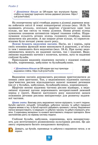 Розділ 2
70
Дізнайтеся більше за QR-кодом про внутрішню будову
стебла на прикладі трирічного пагона деревної рослини. https://
cutt.ly/swYvxbcC
Íà ïîïåðå÷íîìó çðіçі ñòîâáóðà äåðåâà â äіëÿíöі äåðåâèíè ìîæ-
íà ïîáà÷èòè ñâіòëі é òåìíі êîíöåíòðè÷íі êіëüöÿ (ìàë. 18.3). Їõ
íàçèâàþòü ðі÷íèìè, îñêіëüêè ùîðі÷íî ç’ÿâëÿєòüñÿ îäíå òàêå
êіëüöå, ùî ìàє ñâіòëó òà òåìíó äіëÿíêè. Ïîÿâà ðі÷íèõ êіëåöü
çóìîâëåíà ñåçîííîþ àêòèâíіñòþ òâіðíîї òêàíèíè ñòåáëà. Ïіäðà-
õóâàâøè êіëüêіñòü ðі÷íèõ êіëåöü ãîëîâíîãî ñòîâáóðà, ìîæíà
âèçíà÷èòè âіê ðîñëèíè. À ùî øèðøå ðі÷íå êіëüöå, òî ñïðèÿòëè-
âіøèìè áóëè ïîãîäíі óìîâè öüîãî ðîêó.
ßêèìè áóâàþòü âèäîçìіíè ïàãîíіâ. Ïàãіí, ÿê і êîðіíü, êðіì
ñâîїõ îñíîâíèõ ôóíêöіé ìîæå âèêîíóâàòè é äîäàòêîâі, ó çâ’ÿçêó
іç ÷èì і âèíèêàþòü éîãî âèäîçìіíè (ìàë. 18.4). Ïðè öüîìó âèäî-
çìіíþâàòèñü ìîæóòü ÿê íàäçåìíі ïàãîíè, òàê і ïіäçåìíі. Âèäî-
çìіíàìè íàäçåìíèõ ïàãîíіâ є êîëþ÷êè, âóñèêè, âóñà òà íàäçåìíі
ñòåáëîâі áóëüáè.
Ïðèêëàäàìè âèäîçìіí ïіäçåìíèõ ïàãîíіâ є ïіäçåìíі ñòåáëîâі
áóëüáè, êîðåíåâèùà, öèáóëèíè òà áóëüáîöèáóëèíè.
Дізнайтеся більше за QR-кодом про інші приклади
видозміни стебла. https://cutt.ly/zwYvz3tx
Âèäîçìіíè ïàãîíіâ äîïîìàãàþòü ðîñëèíàì ïðèñòîñóâàòèñÿ äî
ïåâíèõ óìîâ çðîñòàííÿ. Òàê, ó âèäîçìіíåíèõ ïіäçåìíèõ ïàãîíàõ
òðàâ’ÿíèñòèõ ðîñëèí âіäêëàäàþòüñÿ çàïàñíі ïîæèâíі ðå÷îâèíè
(ÿê-îò ó áóëüáàõ, öèáóëèíàõ, áóëüáîöèáóëèíàõ, êîðåíåâèùàõ).
Ùîðі÷íî âîñåíè íàäçåìíà ÷àñòèíà ðîñëèí âіäìèðàє, à âèäî-
çìіíåíі ïіäçåìíі ïàãîíè ïåðåæèâàþòü íåñïðèÿòëèâèé çèìîâèé
ïåðіîä ó ґðóíòі. Íàâåñíі íàñòóïíîãî ðîêó íàêîïè÷åíі çàïàñè
ïîæèâíèõ ðå÷îâèí ðîñëèíà âèêîðèñòîâóє äëÿ ðîçâèòêó íàäçåì-
íîї ÷àñòèíè.
Цікаво знати. Важливу роль видозмінені пагони відіграють і в житті людини.
Бульби картоплі, кольрабі, топінамбура, цибулини часнику та цибулі городньої
людина вживає в їжу. Із бульб картоплі добувають крохмаль і патоку. Видозмінені
пагони використовують і в медицині: із цибулин часнику та цибулі отримують віта-
міни. З кореневищ валеріани та конвалії виготовляють лікарські препарати. Вони
заспокійливо діють на нервову систему людини.
Ñòåáëîâі áóëüáè, öèáóëèíè, êîðåíåâèùà, âóñà âèêîðèñòîâó-
þòü äëÿ âåãåòàòèâíîãî ðîçìíîæåííÿ êóëüòóðíèõ ðîñëèí. Öå äàє
çìîãó îòðèìóâàòè áàãàòî ïîñàäêîâîãî ìàòåðіàëó.
Доведіть, що бульба, кореневище та цибулина є видозміною пагона, а не
кореня.
 