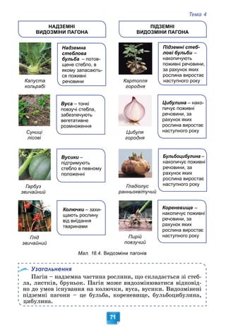 Тема 4
71
Узагальнення
Ïàãіí – íàäçåìíà ÷àñòèíà ðîñëèíè, ùî ñêëàäàєòüñÿ çі ñòåá-
ëà, ëèñòêіâ, áðóíüîê. Ïàãіí ìîæå âèäîçìіíþâàòèñÿ âіäïîâіä-
íî äî óìîâ іñíóâàííÿ íà êîëþ÷êè, âóñà, âóñèêè. Âèäîçìіíåíі
ïіäçåìíі ïàãîíè – öå áóëüáà, êîðåíåâèùå, áóëüáîöèáóëèíà,
öèáóëèíà.
Надземна
стеблова
бульба – потов-
щене стебло, в
якому запасають-
ся поживні
речовини
НАДЗЕМНІ
ВИДОЗМІНИ ПАГОНА
ПІДЗЕМНІ
ВИДОЗМІНИ ПАГОНА
Капуста
кольрабі
Вуса – тонкі
повзучі стебла,
забезпечують
вегетативне
розмноження
Суниці
лісові
Гарбуз
звичайний
Глід
звичайний
Картопля
городня
Цибуля
городня
Вусики –
підтримують
стебло в певному
положенні
Колючки – захи-
щають рослину
від виїдання
тваринами
Підземні стеб-
лові бульби –
накопичують
поживні речовини,
за рахунок яких
рослина виростає
наступного року
Цибулина – нако-
пичує поживні
речовини, за
рахунок яких
рослина виростає
наступного року
Гладіолус
ранньоквітучий
Пирій
повзучий
Бульбоцибулина –
накопичує поживні
речовини, за
рахунок яких
рослина виростає
наступного року
Кореневище –
накопичує поживні
речовини, за
рахунок яких
рослина виростає
наступного року
Мал. 18.4. Видозміни пагонів
 