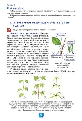 Розділ 2
72
Поміркуйте
1. Яка частина пагона в цибулі, часнику та картоплі містить найбільше пожив-
них для людини речовин?
2. Кореневища яких рослин використовують для виробництва лікарських пре-
паратів?
§ 19. Яка будова та функції листка. Які є його
видозміни
Чому в більшості рослин листок плаский і зелений?
Ëèñòîê і éîãî ðîçìіùåííÿ. Ëèñòîê,
ÿê і ñòåáëî, – íàçåìíèé îðãàí ðîñëèíè,
áі÷íà ÷àñòèíà ïàãîíà. Çàçâè÷àé ëèñòîê
ñêëàäàєòüñÿ ç ëèñòêîâîї ïëàñòèíêè і
÷åðåøêà. Àëå іñíóþòü ëèñòêè і áåç
÷åðåøêà (ìàë. 19.1). ×åðåøîê íå òіëü-
êè ñïîëó÷àє ëèñòîê іç ñòåáëîì, à é
ÿêíàéêðàùå îðієíòóє ëèñòêîâó ïëàñ-
òèíêó âіäíîñíî ñîíÿ÷íèõ ïðîìåíіâ.
Ëèñòêè ç ÷åðåøêîì íàçèâàþòü ÷åðåø-
êîâèìè (ÿáëóíÿ, ìàëèíà òîùî) (ìàë.
19.1, À). Ëèñòêè áåç ÷åðåøêà íàçèâà-
þòü ñèäÿ÷èìè (êóêóðóäçà, ïøåíèöÿ,
æèòî) (ìàë. 19.1, Á). Áіëÿ îñíîâè ëèñò-
êіâ äåÿêèõ ðîñëèí ìîæíà ïîáà÷èòè
îñîáëèâі âèðîñòè – ïðèëèñòêè.
Ó ðіçíèõ âèäіâ ðîñëèí ëèñòêè ðîç-
ìіùóþòüñÿ íà ðîñëèíі ó ïåâíîìó ïîðÿäêó (ìàë. 19.2), ùî ìàє
íàçâó ëèñòêîðîçìіùåííÿ.
Мал. 19.2. Типи листкорозміщення: 1 – почергове (спіральне): від вузла
відходить лише один листок (яблуня, шипшина, пшениця); 2 – супротивне:
на одному вузлі один навпроти одного розташовані два листки (м’ята,
шавлія, калина, бузок); 3 – кільчасте (мутовчасте): від вузла відходять
три і більше листків (олеандр, вороняче око, елодея)
Листкова
пластинка
Стебло
Прилистки
Черешок
Мал. 19.1. Листки
черешкові (А)
та сидячі (Б)
А Б
1 2 3
 