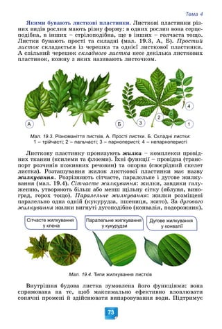Тема 4
73
ßêèìè áóâàþòü ëèñòêîâі ïëàñòèíêè. Ëèñòêîâі ïëàñòèíêè ðіç-
íèõ âèäіâ ðîñëèí ìàþòü ðіçíó ôîðìó: â îäíèõ ðîñëèí âîíà ñåðöå-
ïîäіáíà, â іíøèõ – ñòðіëîïîäіáíà, ùå â іíøèõ – ãîë÷àñòà òîùî.
Ëèñòêè áóâàþòü ïðîñòі òà ñêëàäíі (ìàë. 19.3, À, Á). Ïðîñòèé
ëèñòîê ñêëàäàєòüñÿ іç ÷åðåøêà òà îäíієї ëèñòêîâîї ïëàñòèíêè.
À ñïіëüíèé ÷åðåøîê ñêëàäíîãî ëèñòêà íåñå äåêіëüêà ëèñòêîâèõ
ïëàñòèíîê, êîæíó ç ÿêèõ íàçèâàþòü ëèñòî÷êîì.
Мал. 19.3. Різноманіття листків. А. Прості листки. Б. Складні листки:
1 – трійчасті; 2 – пальчасті; 3 – парноперисті; 4 – непарноперисті
Ëèñòêîâó ïëàñòèíêó ïðîíèçóþòü æèëêè – êîìïëåêñè ïðîâіä-
íèõ òêàíèí (êñèëåìè òà ôëîåìè). Їõíі ôóíêöії – ïðîâіäíà (òðàíñ-
ïîðò ðîç÷èíіâ ïîæèâíèõ ðå÷îâèí) òà îïîðíà (ñâîєðіäíèé ñêåëåò
ëèñòêà). Ðîçòàøóâàííÿ æèëîê ëèñòêîâîї ïëàñòèíêè ìàє íàçâó
æèëêóâàííÿ. Ðîçðіçíÿþòü ñіò÷àñòå, ïàðàëåëüíå і äóãîâå æèëêó-
âàííÿ (ìàë. 19.4). Ñіò÷àñòå æèëêóâàííÿ: æèëêè, çàâäÿêè ãàëó-
æåííþ, óòâîðþþòü áіëüø àáî ìåíø ùіëüíó ñіòêó (ÿáëóíÿ, âèíî-
ãðàä, ãîðîõ òîùî). Ïàðàëåëüíå æèëêóâàííÿ: æèëêè ðîçìіùåíі
ïàðàëåëüíî îäíà îäíіé (êóêóðóäçà, ïøåíèöÿ, æèòî). Çà äóãîâîãî
æèëêóâàííÿ æèëêè âèãíóòі äóãîïîäіáíî (êîíâàëіÿ, ïîäîðîæíèê).
ÿ
Сітчасте жилкування
у клена
Паралельне жилкування
у кукурудзи
Дугове жилкування
у конвалії
Мал. 19.4. Типи жилкування листків
Âíóòðіøíÿ áóäîâà ëèñòêà çóìîâëåíà éîãî ôóíêöіÿìè: âîíà
ñïðÿìîâàíà íà òå, ùîá ìàêñèìàëüíî åôåêòèâíî âëîâëþâàòè
ñîíÿ÷íі ïðîìåíі é çäіéñíþâàòè âèïàðîâóâàííÿ âîäè. Ïіäòðèìóє
Б
4
3 1
2
А
 