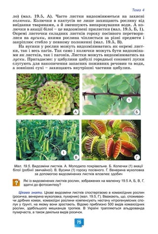 Тема 4
75
ëî) (ìàë. 19.5, À). ×àñòî ëèñòêè âèäîçìіíþþòüñÿ íà çàõèñíі
êîëþ÷êè. Êîëþ÷êè â êàêòóñіâ íå ëèøå çàõèùàþòü ðîñëèíó âіä
âèїäàííÿ òâàðèíàìè, à é çìåíøóþòü âèïàðîâóâàííÿ âîäè. À êî-
ëþ÷êè â àêàöії áіëîї – öå âèäîçìіíåíі ïðèëèñòêè (ìàë. 19.5, Á, 1).
Îêðåìі ëèñòî÷êè ñêëàäíèõ ëèñòêіâ ãîðîõó ïîñіâíîãî ïåðåòâîðè-
ëèñÿ íà âóñèêè, ÿêèìè ðîñëèíà ÷іïëÿєòüñÿ çà ðіçíі ïðåäìåòè і
çàêðіïëþє ñòåáëî ó ïåâíîìó ïîëîæåííі (ìàë. 19.5, Â).
Íà âóñèêè ó ðîñëèí ìîæóòü âèäîçìіíþâàòèñü ÿê îêðåìі ëèñò-
êè, òàê і âåñü ïàãіí. Òàê ñàìî і êîëþ÷êè ìîæóòü áóòè âèäîçìіíà-
ìè ÿê ëèñòêіâ, òàê і ïàãîíіâ. Ëèñòêè ìîæóòü âèäîçìіíþâàòèñü íà
ëóñêè. Ïðèãàäàєìî: ó öèáóëèíè öèáóëі ãîðîäíüîї ñîêîâèòі ëóñêè
ñëóãóþòü äëÿ íàêîïè÷åííÿ çàïàñíèõ ïîæèâíèõ ðå÷îâèí òà âîäè,
à çîâíіøíі ñóõі – çàõèùàþòü âíóòðіøíі ÷àñòèíè öèáóëèí.
Мал. 19.5. Видозміни листків. А. Молодило покрівельне. Б. Колючки (1) акації
білої (робінії звичайної). В. Вусики (1) гороху посівного. Г. Венерина мухоловка
за допомогою видозмінених листків вловлює здобич
Які із видозмінених листків рослин, зображених на малюнку 19.5 А, Б, В, Г,
здатні до фотосинтезу?
Цікаво знати. Цікаві видозміни листків спостерігаємо в комахоїдних рослин
(росичка, венерина мухоловка, пухирник) (мал. 19.5, Г). Вважають, що, споживаю-
чи дрібних комах, комахоїдні рослини компенсують нестачу нітрогенумісних спо-
лук у ґрунті, на якому вони зростають. Відомо приблизно 500 видів комахоїдних
рослин, здебільшого мешканців тропіків. В Україні трапляються альдрованда
пухирчаста, а також декілька видів росичок.
1
А
В
Б
Г
1
 