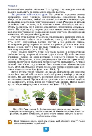 Розділ 2
78
іíòåíñèâíіøå êîðіíü ïîãëèíàє її ç ґðóíòó і òî øâèäøå âîäíèé
ðîç÷èí íàäõîäèòü äî íàäçåìíèõ îðãàíіâ ðîñëèí.
ßê ðîñëèíè çäіéñíþþòü ðóõè. Íà ðîñëèíè âïðîäîâæ æèòòÿ
âïëèâàþòü ðіçíі ÷èííèêè íàâêîëèøíüîãî ñåðåäîâèùà (äîù,
âіòåð, ñèëà òÿæіííÿ, äîáîâі òà ñåçîííі êîëèâàííÿ òåìïåðàòóðè,
òðèâàëіñòü îñâіòëåííÿ, ÷åðãóâàííÿ äíÿ і íî÷і). Ðîñëèíà íå òіëüêè
ñïðèéìàє òàêі âïëèâè, à é ïåâíèì ÷èíîì âіäïîâіäàє íà íèõ.
Îòæå, ðîñëèíàì, ÿê é іíøèì îðãàíіçìàì, ïðèòàìàííà ïîäðàçëè-
âіñòü. Íà âіäìіíó âіä òâàðèí, ðîñëèíè ìàþòü ìåíøå ìîæëèâîñ-
òåé äëÿ ðåàãóâàííÿ íà ïîäðàçíèêè: âîíè ðåàãóþòü àáî ðîñòîâèìè
ÿâèùàìè, àáî ñïðàâæíіìè ðóõàìè.
Ðîñòîâі ðóõè ðîñëèí çóìîâëåíі ñïðÿìîâàíèì âïëèâîì çîâíіø-
íüîãî ÷èííèêà: ñâіòëà, ñèëè òÿæіííÿ, òèñêó, äії õіìі÷íèõ ñïî-
ëóê, âіòðó. Íàïðèêëàä, ïàãîíè ðîñòóòü ó áіê äæåðåëà ñâіòëà.
À íàïðÿìîê ðîñòó êîðåíÿ âèçíà÷àє íàïðÿìîê äії ñèëè òÿæіííÿ.
ßêùî êîðіíü ðîñòå â áіê äії ñèëè òÿæіííÿ, òî ïàãіí – ó ïðîòè-
ëåæíîìó íàïðÿìêó (ìàë. 20.3, À).
Ðóõè ðîñëèí ìîæóòü áóòè ïîâ’ÿçàíі òàêîæ ç ïåðіîäè÷íèìè
çìіíàìè òèñêó âñåðåäèíі ïåâíèõ ãðóï êëіòèí. Öå íіáè ìèòòєâå
â’ÿíåííÿ, òіëüêè íå âñієї ðîñëèíè, à îêðåìîãî îðãàíà ÷è éîãî
÷àñòèíè. Íàïðèêëàä, ÿêùî äîòîðêíóòèñü äî ìіìîçè ñîðîìëèâîї,
îêðåìі ëèñòî÷êè її ñêëàäíèõ ëèñòêіâ áóäóòü ñêëàäàòèñü. À ÷åðåç
äåÿêèé ÷àñ ïіñëÿ ïîäðàçíåííÿ їõíє ïîëîæåííÿ âіäíîâëþєòüñÿ
(ìàë. 20.3, Á). Çàâäÿêè ðóõàì ëîâèëüíèõ ëèñòêіâ êîìàõîїäíі ðîñ-
ëèíè âëîâëþþòü çäîáè÷ (äèâ. ìàë. 19.5, Ã).
Âèòêі ñòåáëà òàêèõ ðîñëèí, ÿê õìіëü çâè÷àéíèé àáî êâàñîëÿ
çâè÷àéíà, çäàòíі çäіéñíþâàòè ïîâіëüíі ðóõè ó ïîâіòðі ó âèãëÿäі
ñïіðàëі. Öå äàє ìîæëèâіñòü ðîñëèíàì çíàõîäèòè îïîðó òà îáâè-
âàòèñü íàâêîëî íåї. Âóñèêè ÷іïêèõ ðîñëèí, ÿê-îò êâàñîëі, ïîâіëü-
íî çäіéñíþþòü ðóõè, ïîêè íå òîðêíóòüñÿ îïîðè. Ïіñëÿ öüîãî
âóñèê ìіöíî îáêðó÷óєòüñÿ íàâêîëî íåї (ìàë. 20.3, Â).
Мал. 20.3. Рухи рослин. А. Корінь позитивно реагує на силу тяжіння
і тому росте в глиб ґрунту, а пагін – навпаки. Б. Мімоза соромлива: її листки
реагують на дотик складанням. В. Виткі стебла квасолі реагують на дотик
та обплітають опору
Який подразник мають сприйняти вусики, щоб обплести опору? Якими
дослідами це можна перевірити?
А Б В
 